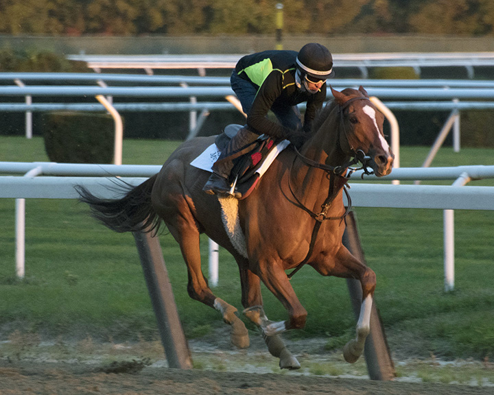 Code of Honor trains at Belmont on Oct. 26