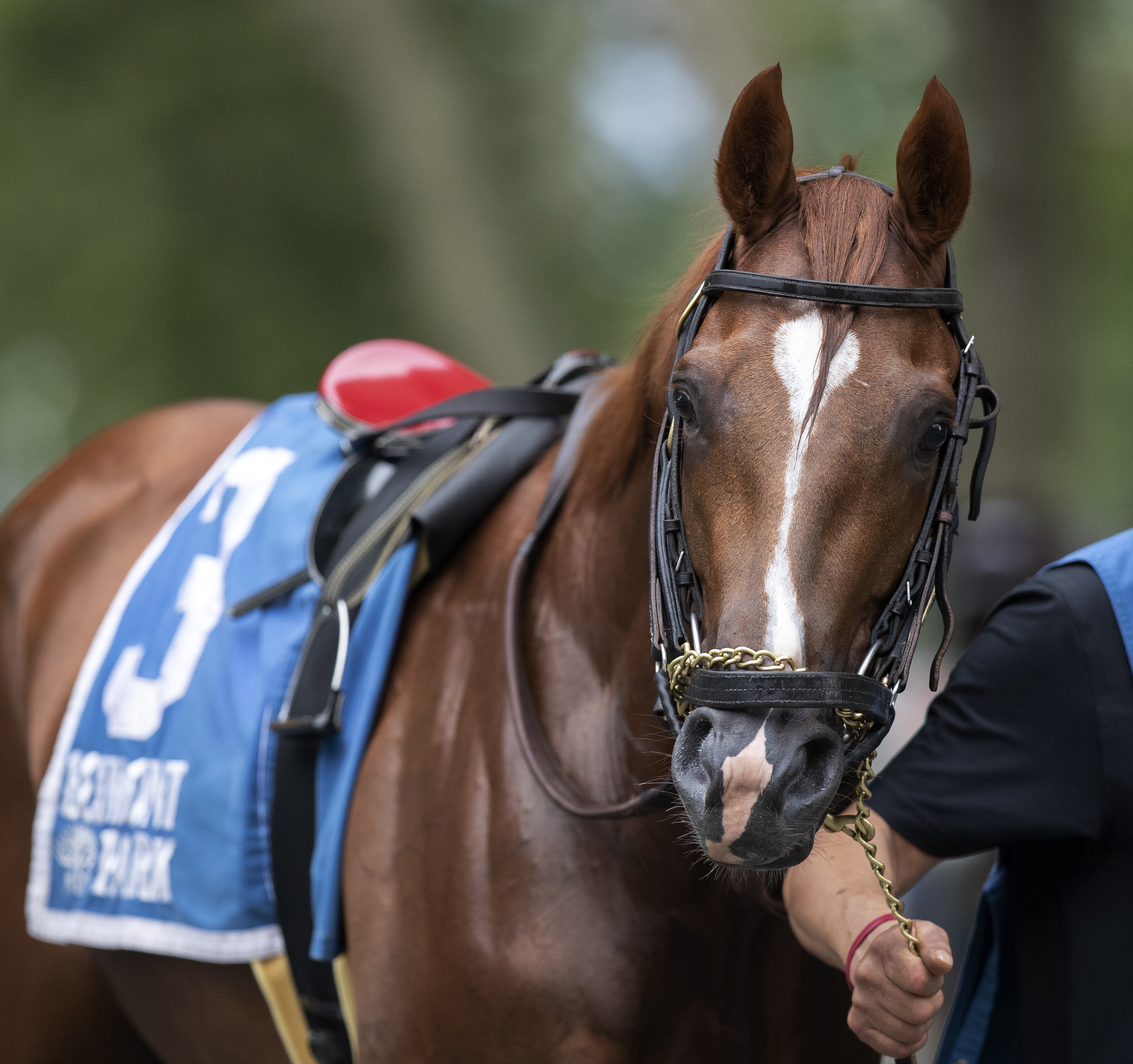 Code of Honor prior to the 2019 Dwyer Stakes