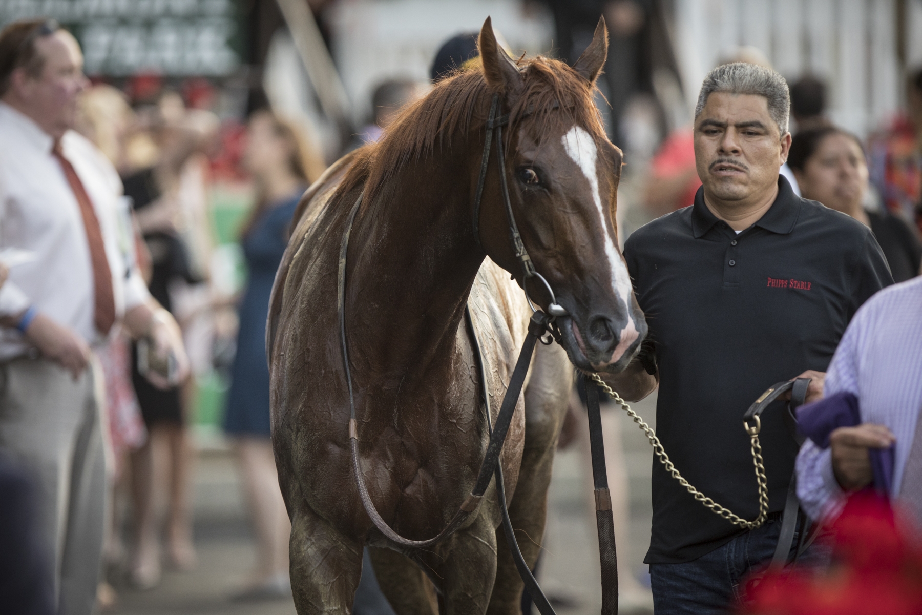Code of Honor after the 2019 Jockey Club Gold Cup