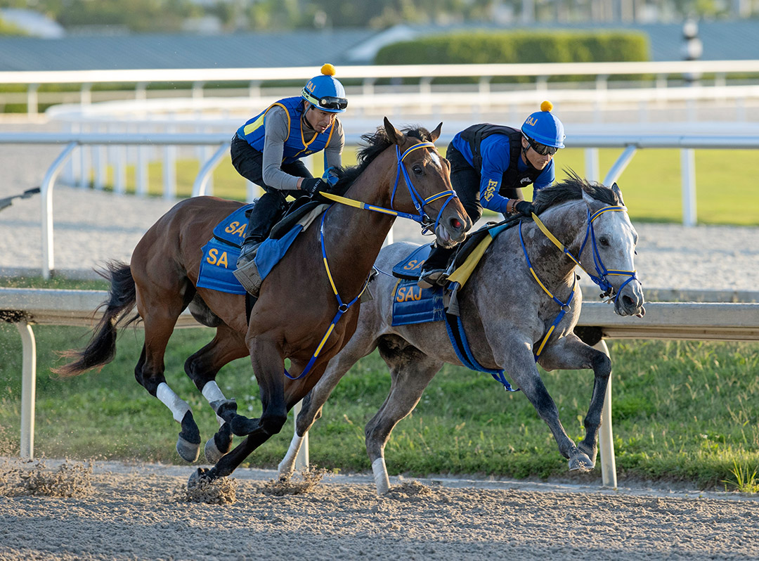 Ny Traffic (inside) and Collaborate train at Gulfstream Park in March 2022