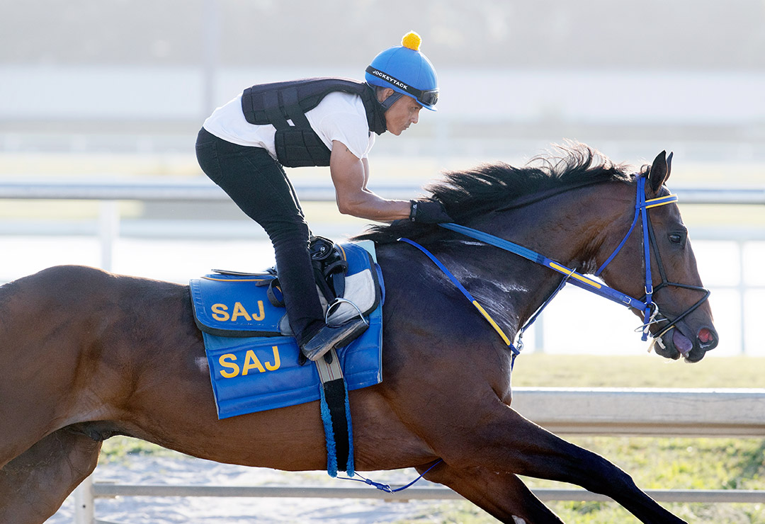 Collaborate trains at Gulfstream Park on March 25