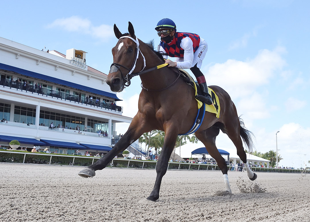 Collaborate wins a Feb. 27 maiden race at Gulfstream Park
