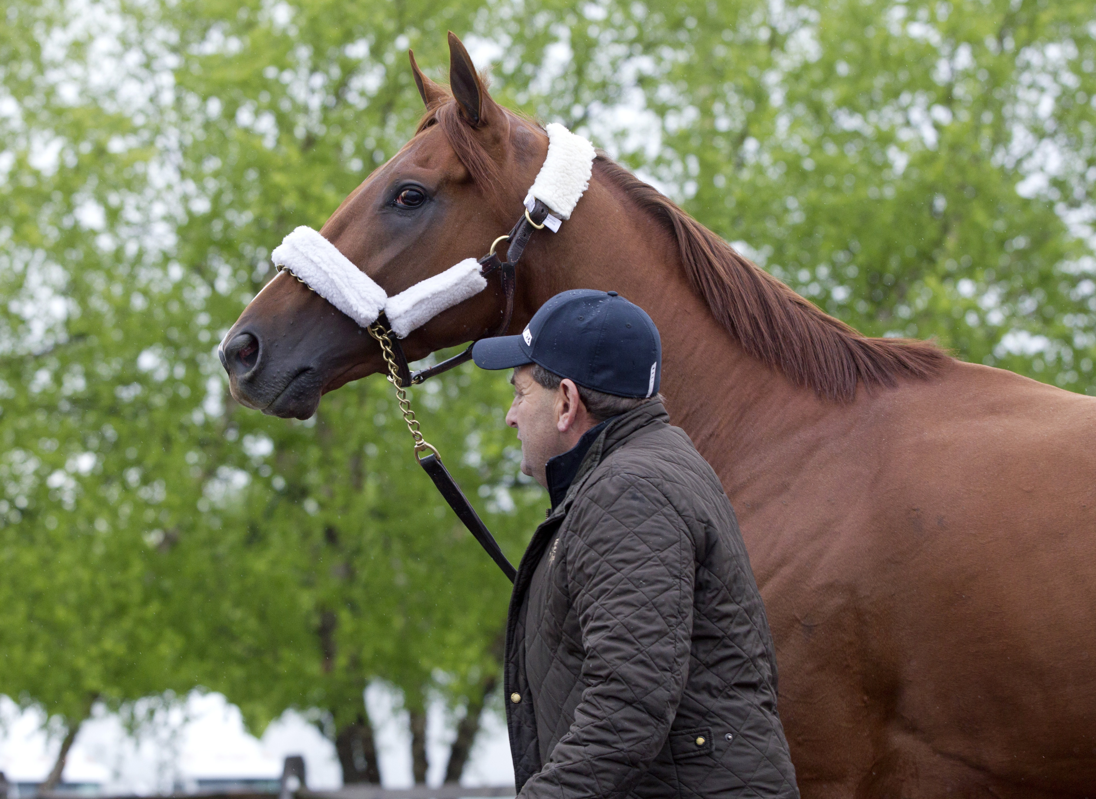 Collected at Pimlico on May 18