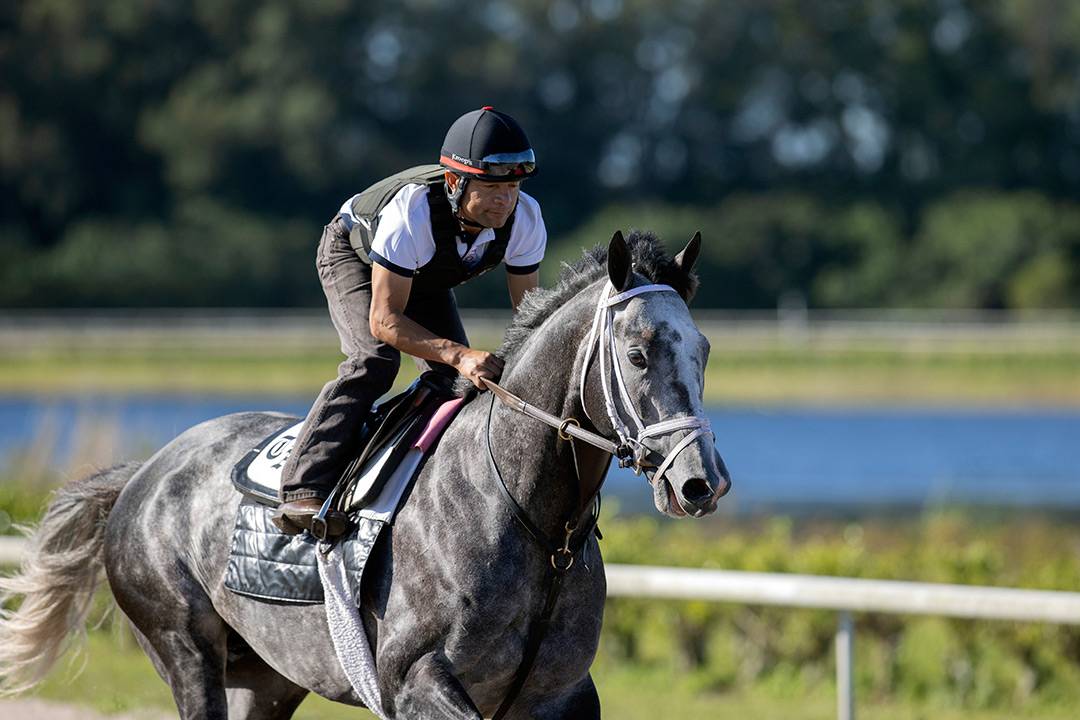 Colonel Liam trains at Palm Beach Downs on Feb. 3