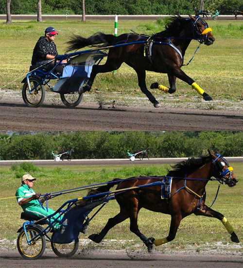 Casie Coleman trotters