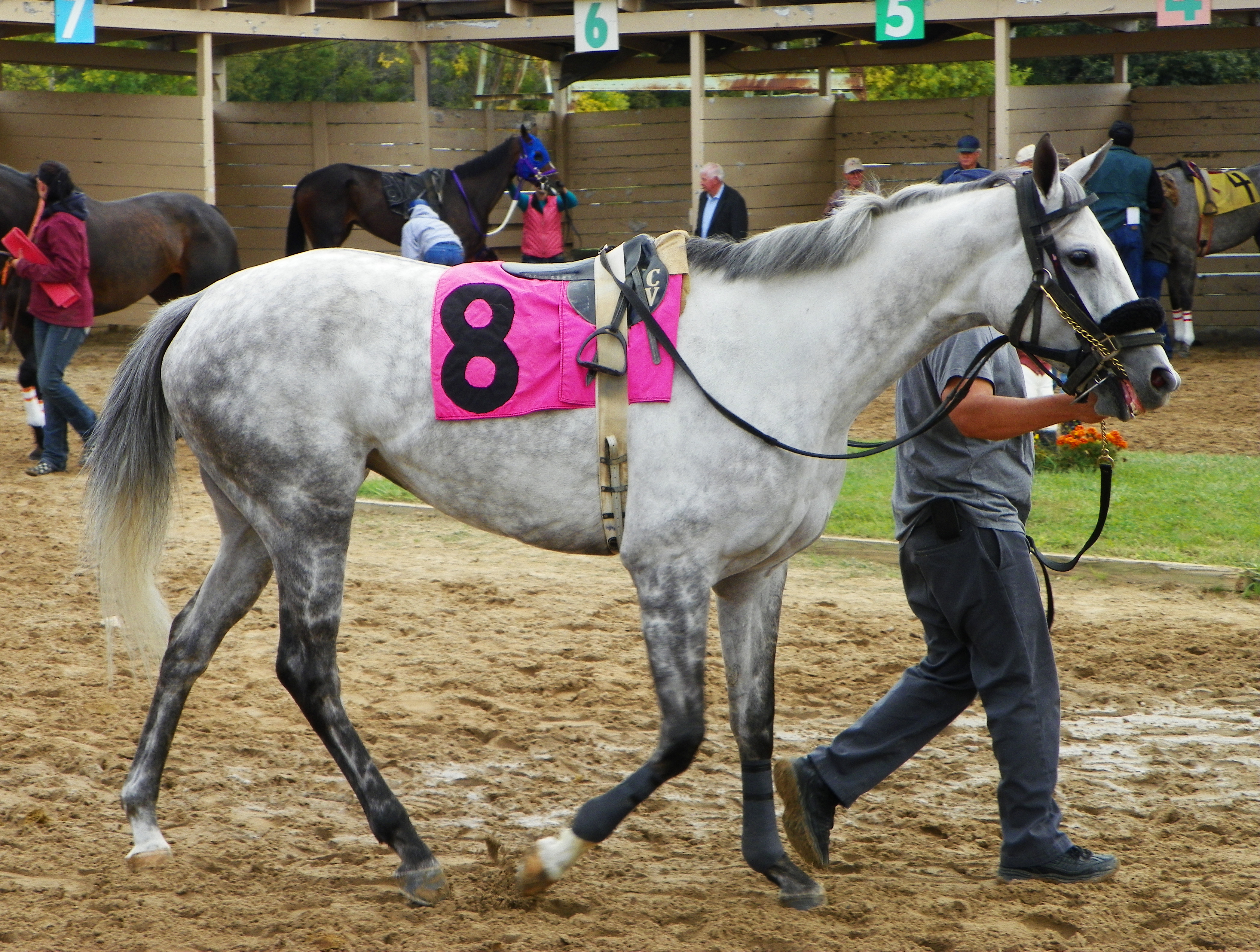 Comeflywithanangel at Mount Pleasant Meadows in 2013