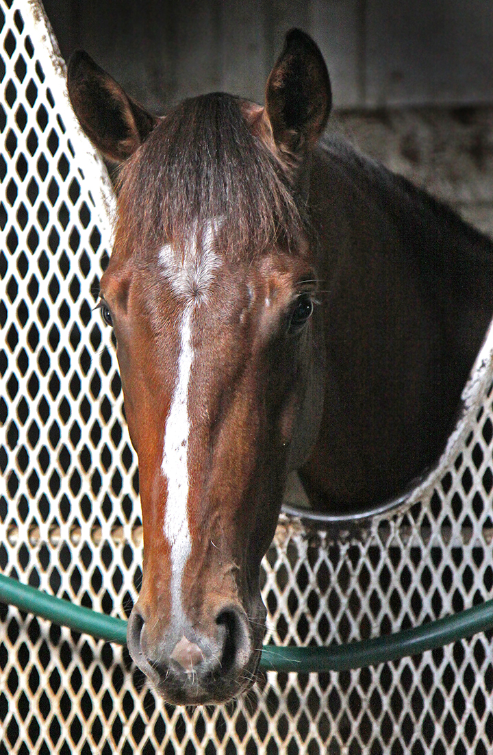 Comical in her stall on May 30