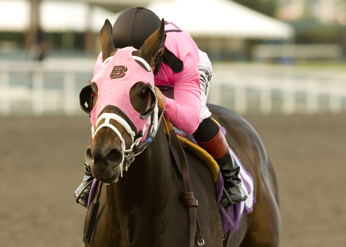 Comma to the Top looking for place on Kentucky Derby trail