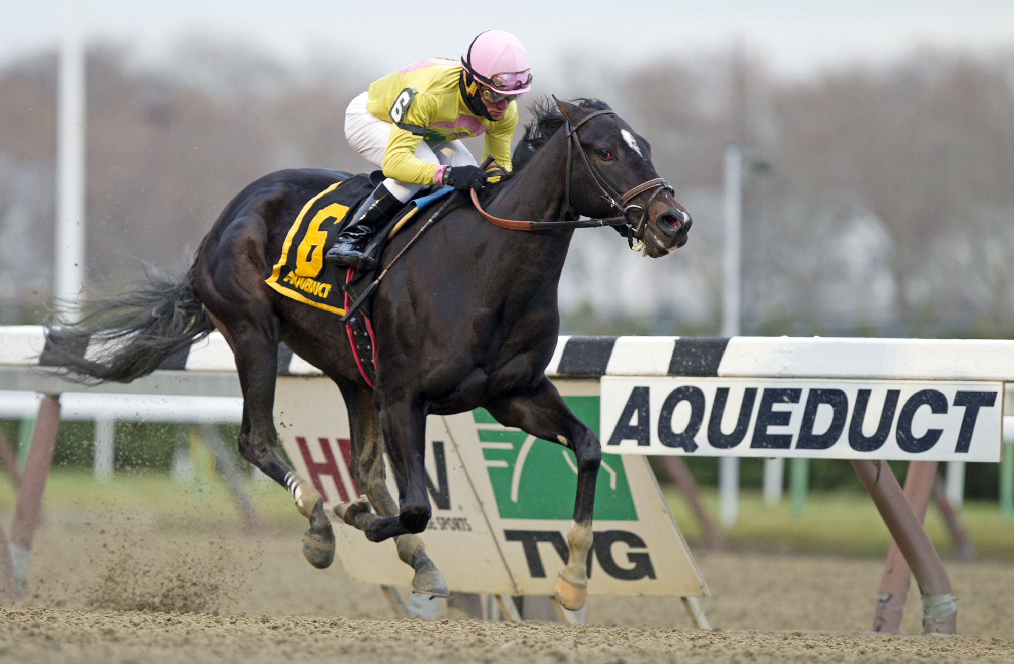 Condo Commando wins the Demoiselle