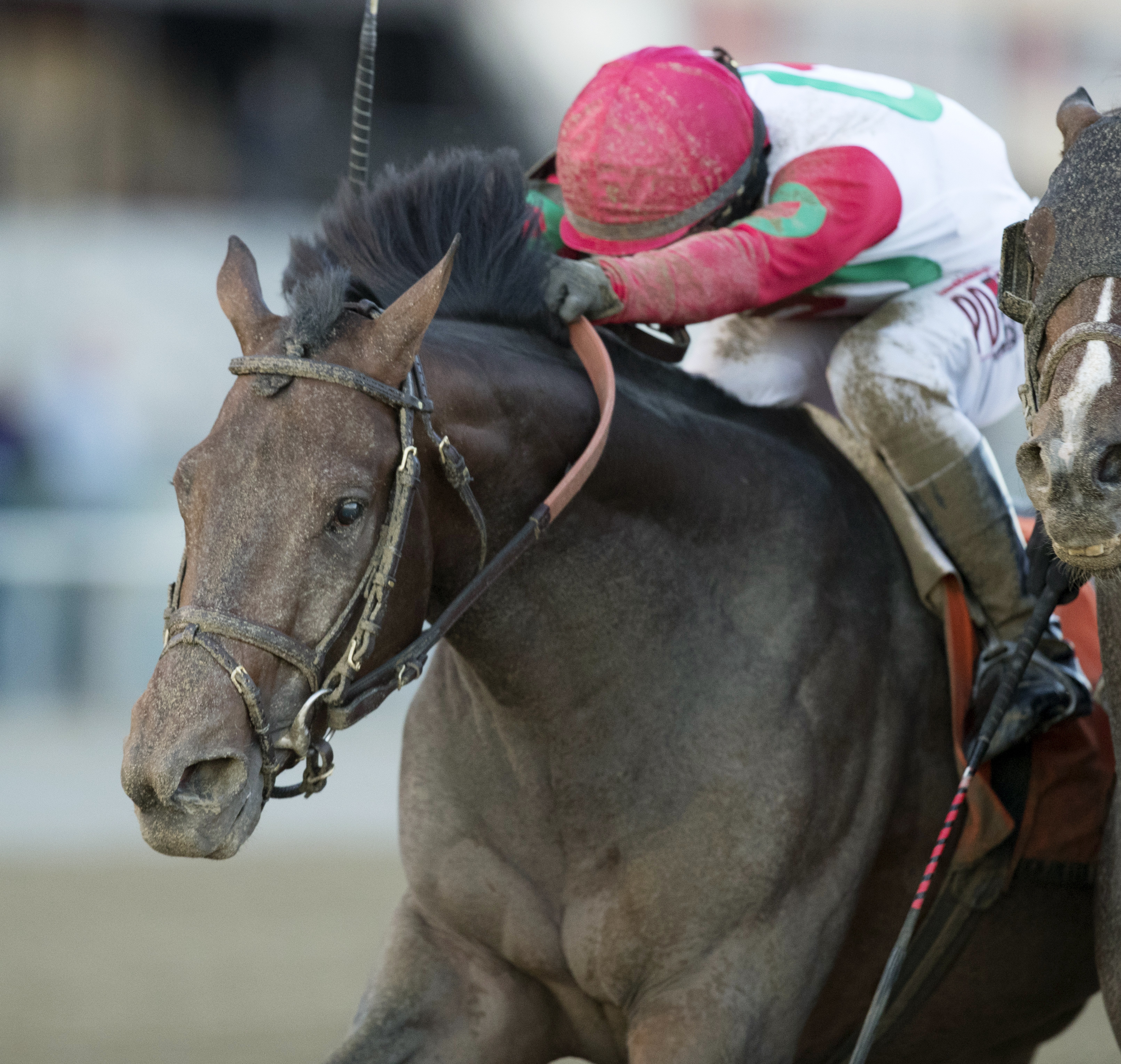 Connect wins the Cigar Mile