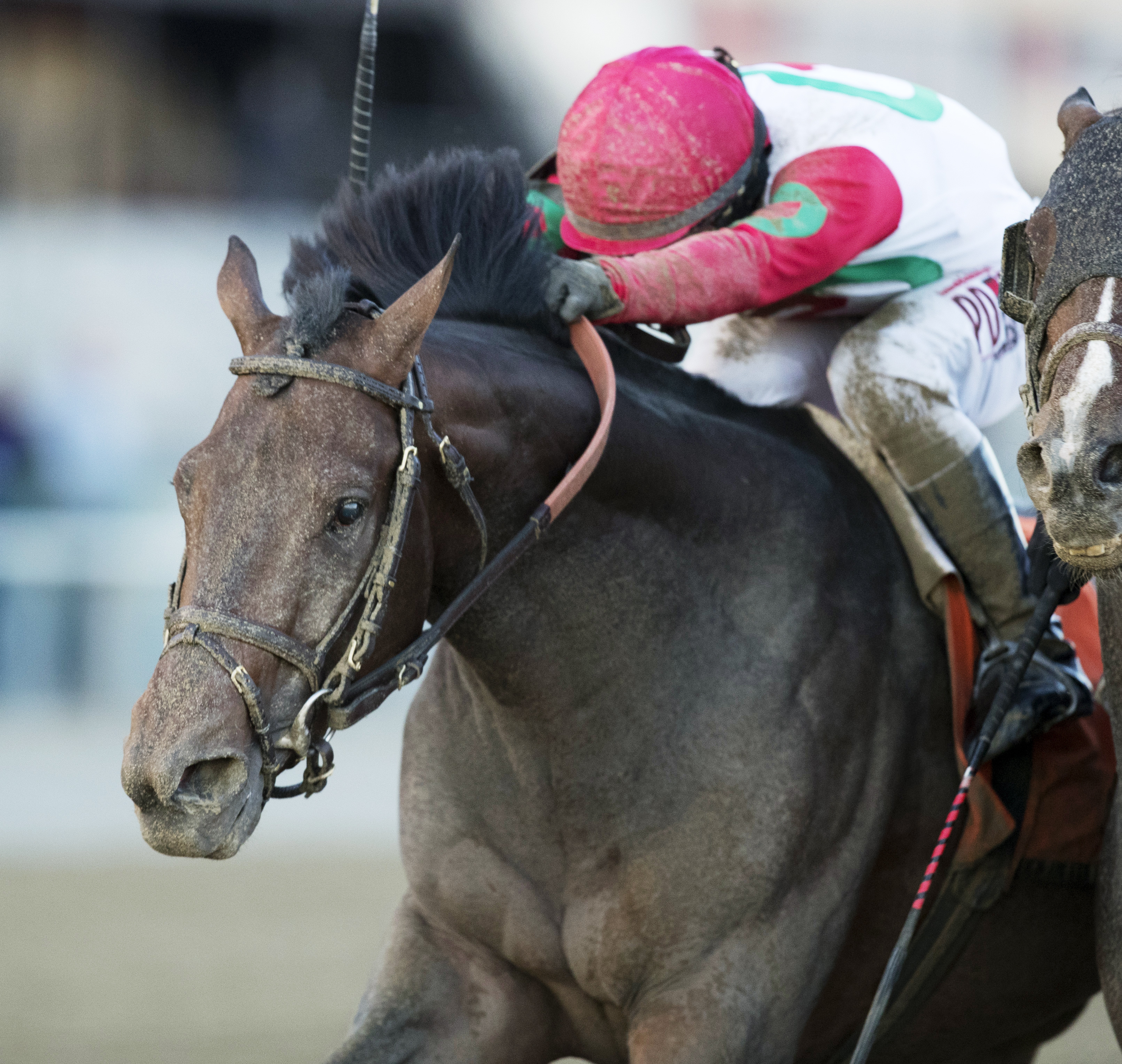 Connect wins the 2016 Cigar Mile