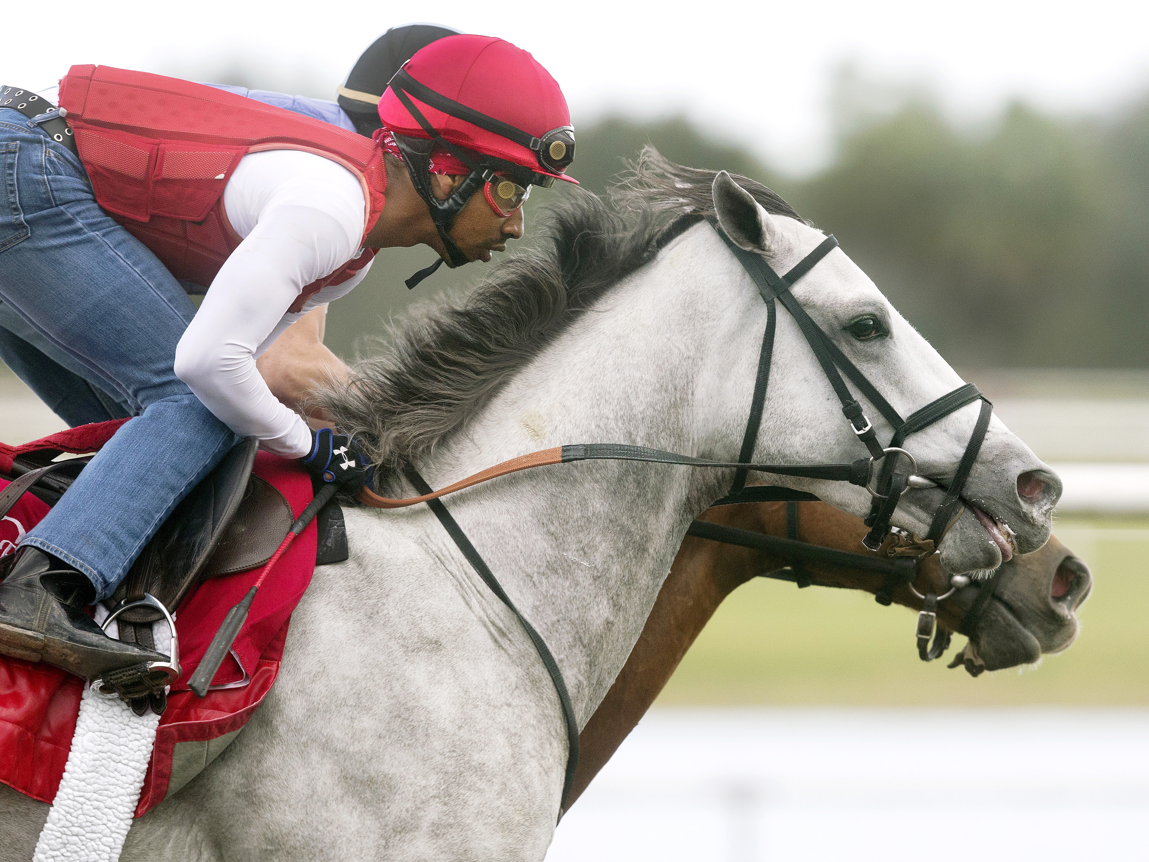 Conquest Big E trains at Palm Meadows on Feb. 19