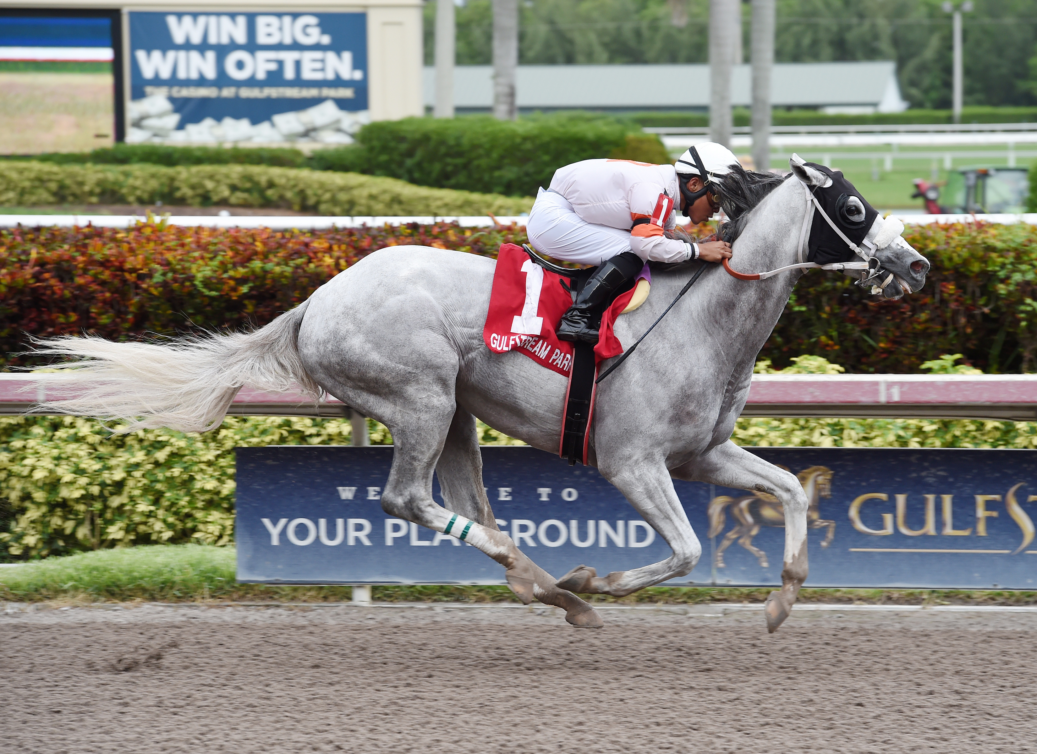 Conquest Big E wins the 2017 Coast Is Clear Handicap