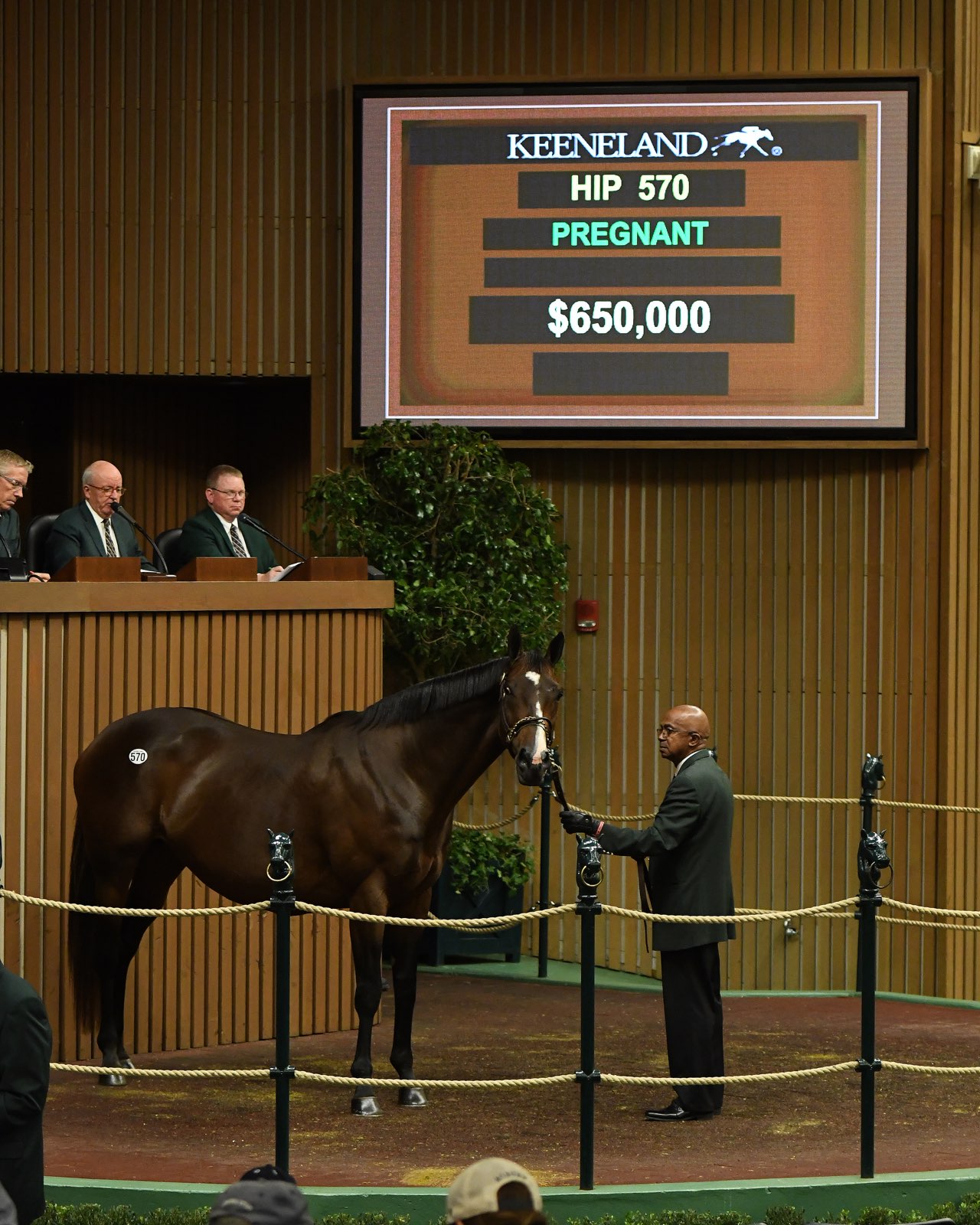 Clarkland reinvests $650,000 in Conquest Eclipse at the Keeneland November  breeding stock sale Thursday