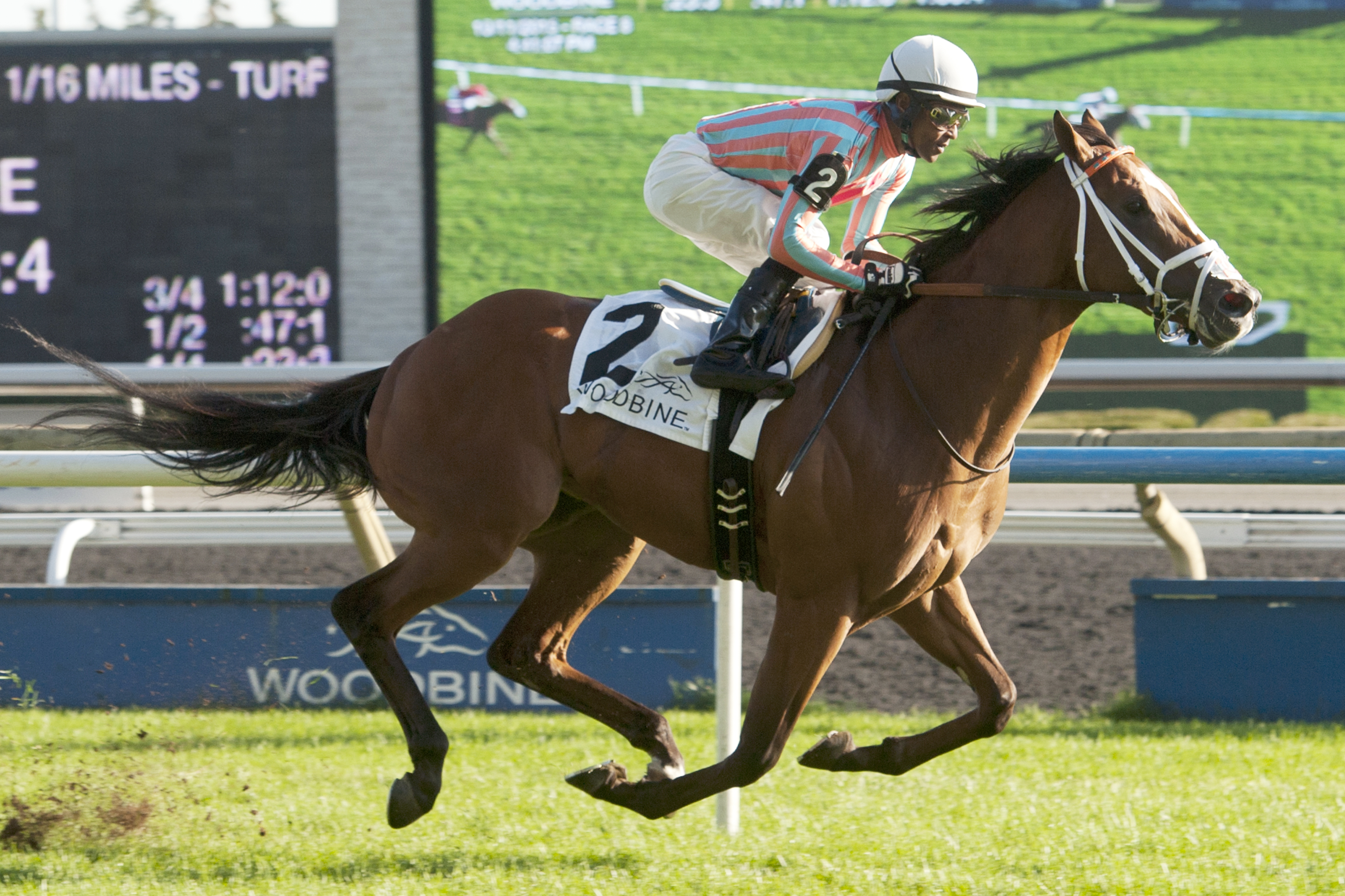 Conquest Enforcer wins the Cup and Saucer Stakes