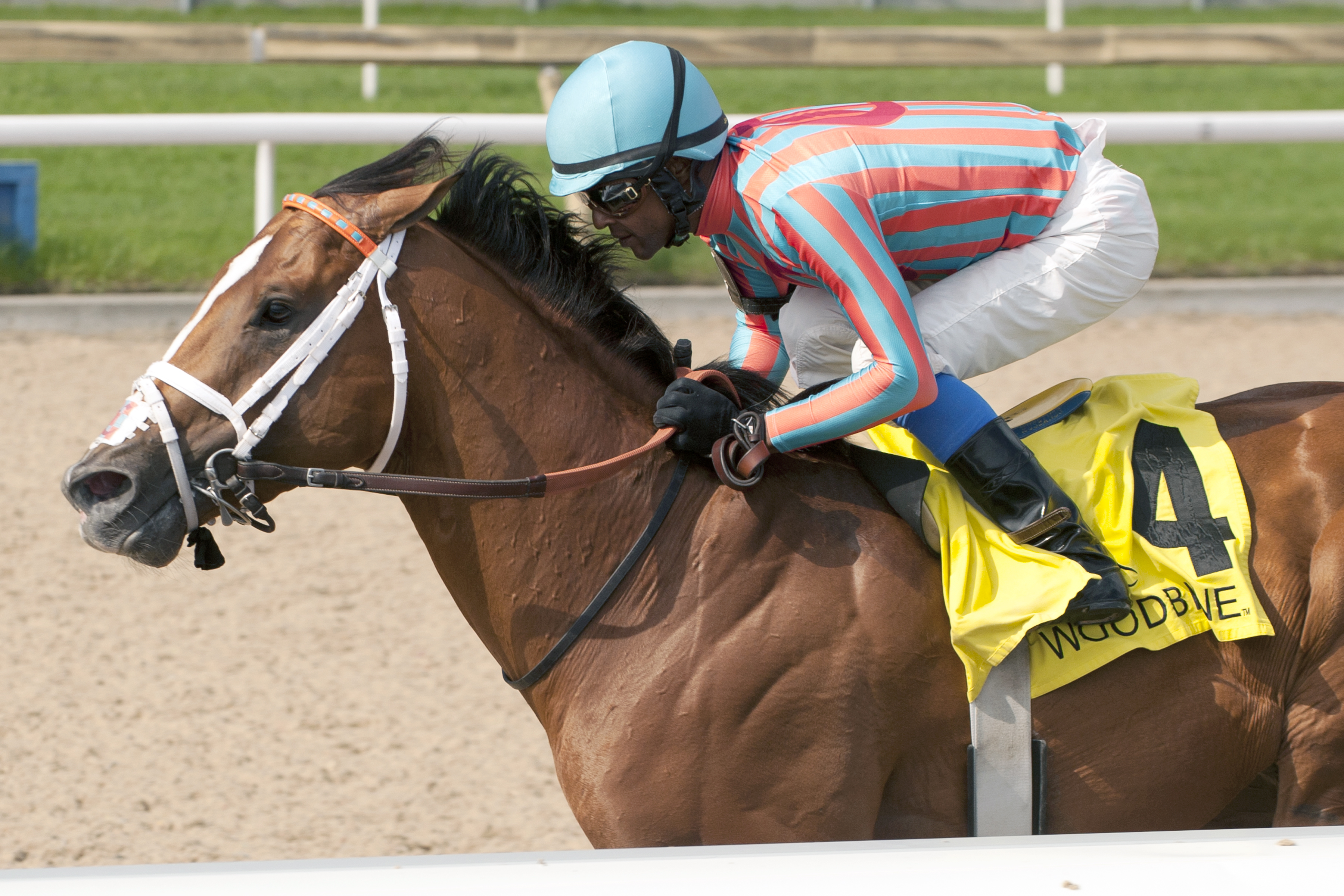 Conquest Enforcer wins the Queenston Stakes