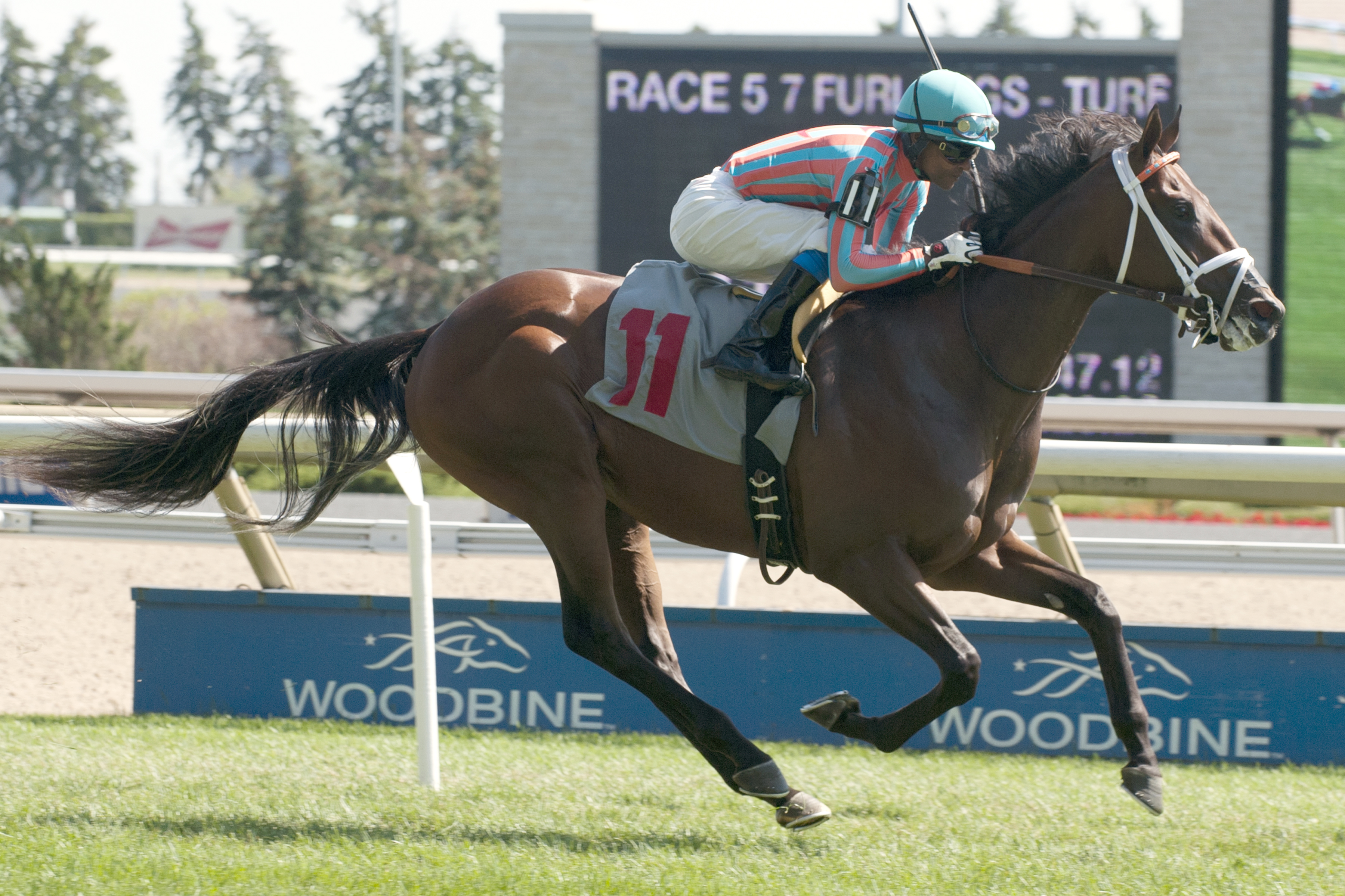 Conquest Farenheit wins a maiden race