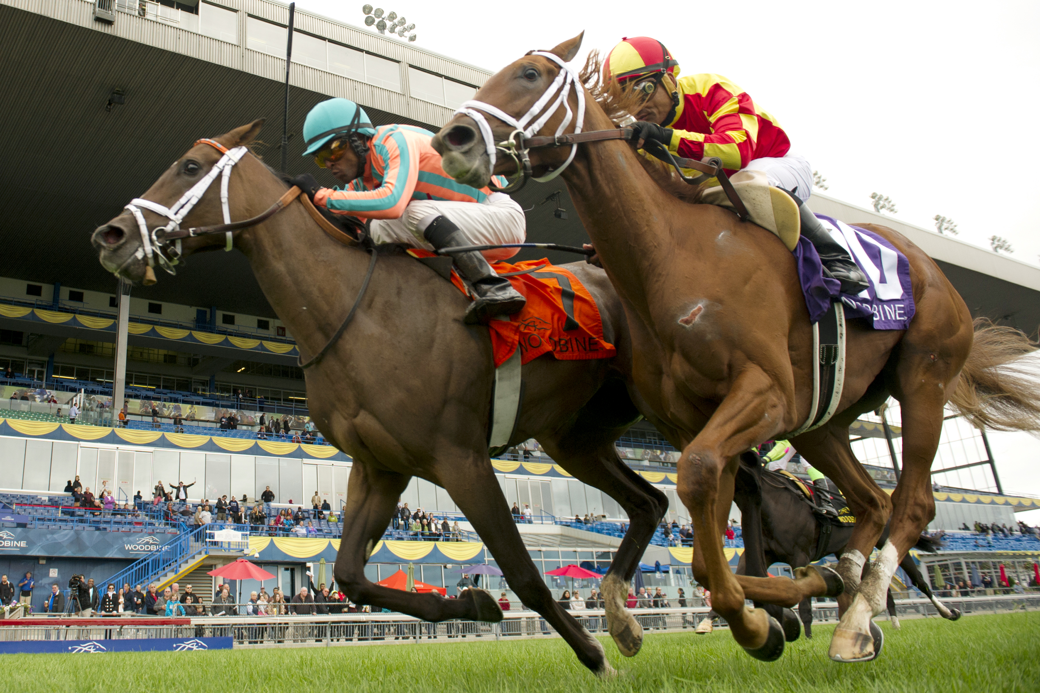 Conquest Harlanate wins the Natalma