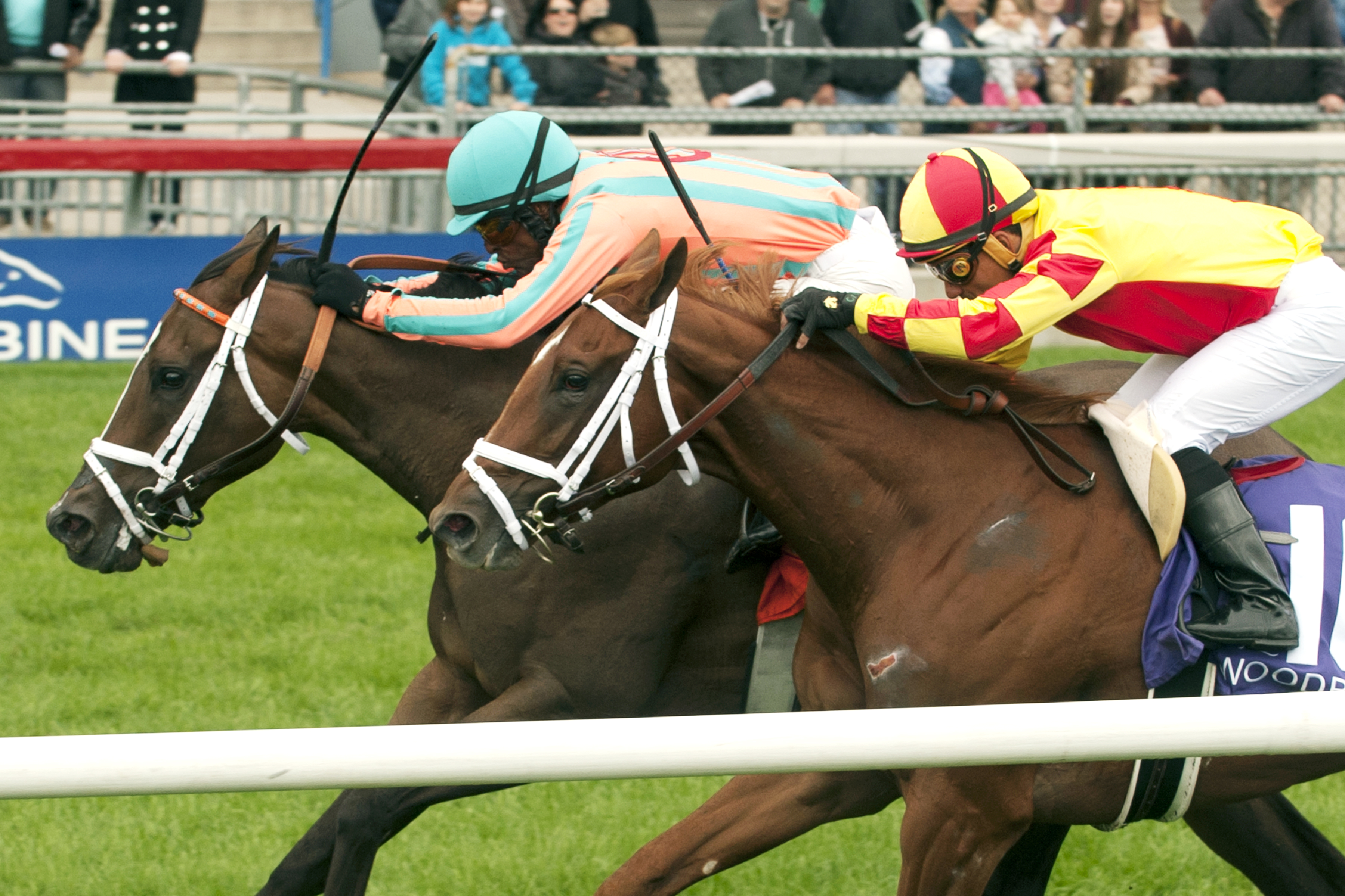 Conquest Harlanate wins the Natalma