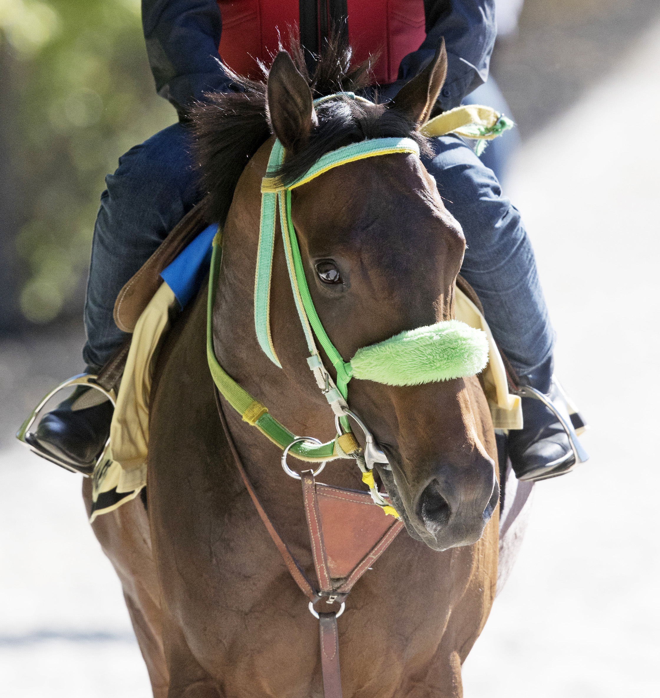 Conquest Mo Money at Pimlico in May 2017