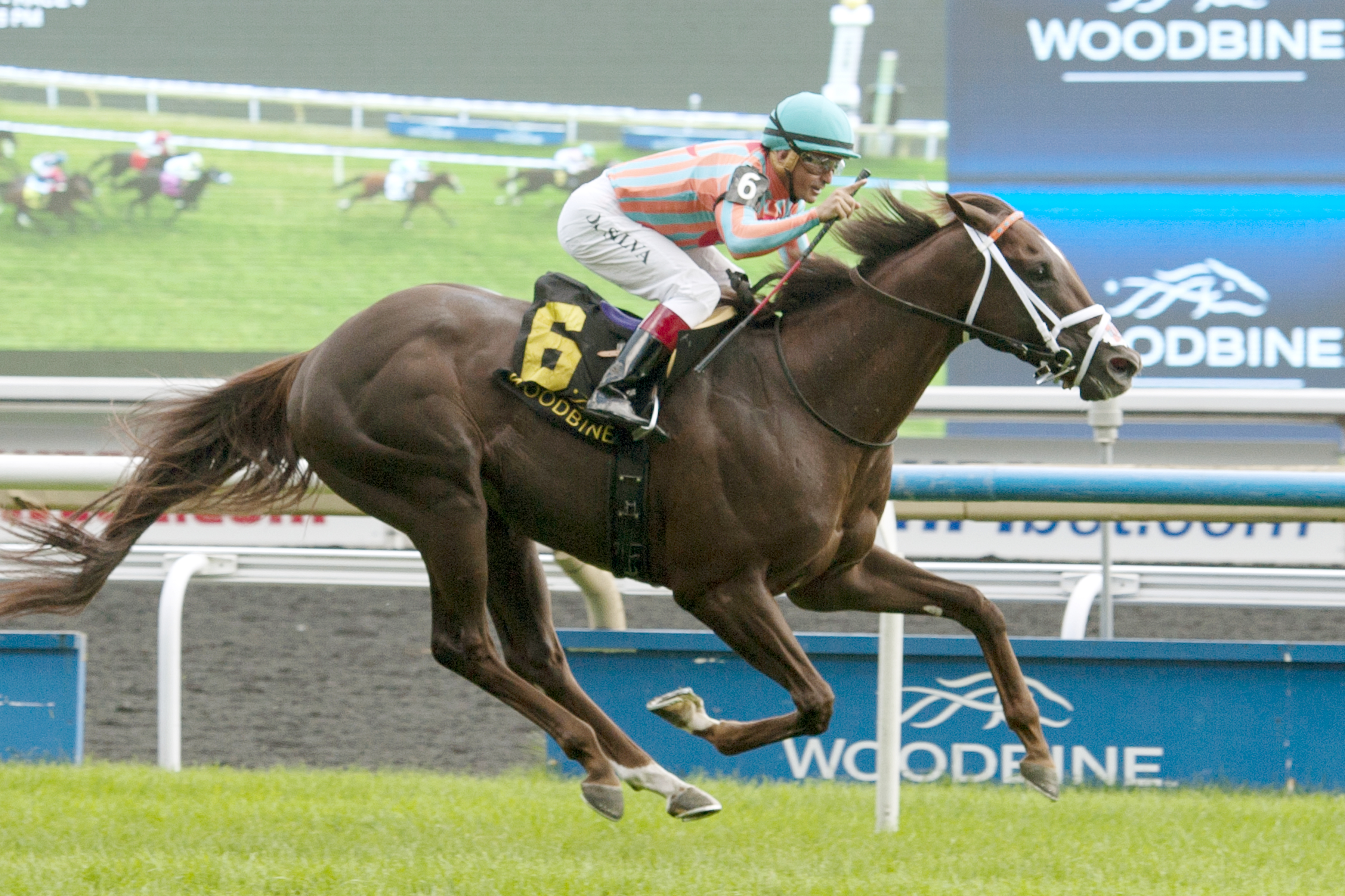 Conquest Pacemaker wins the Toronto Cup Stakes