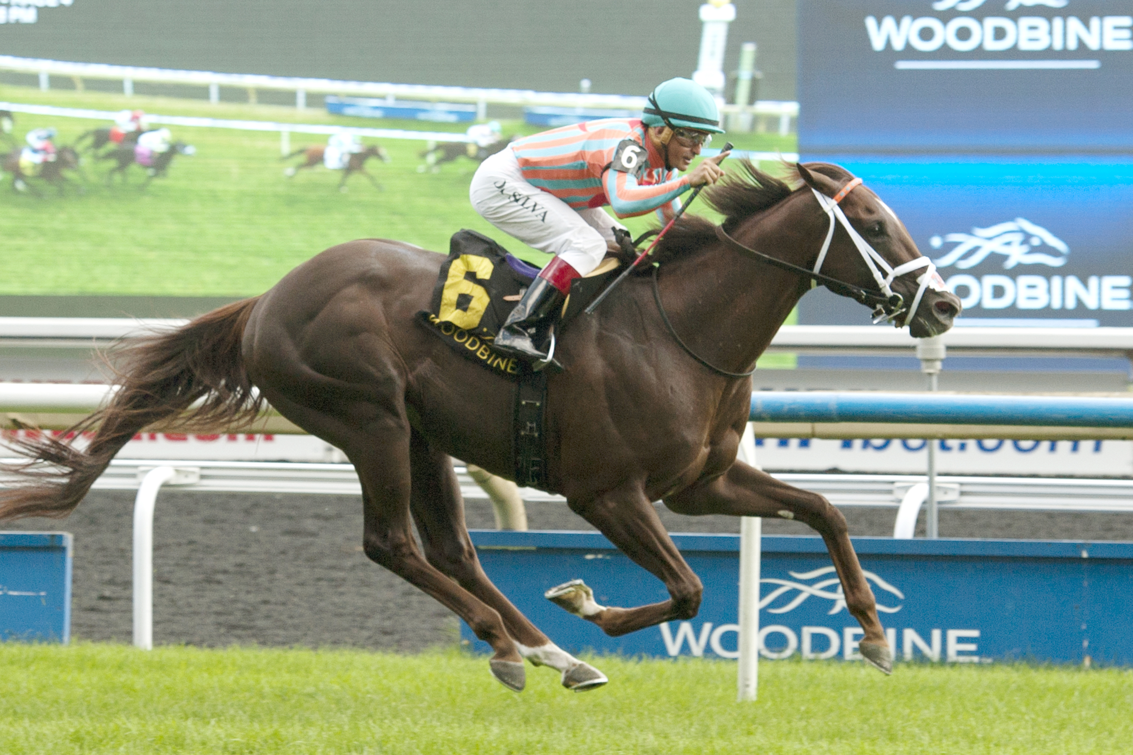 Conquest Pacemaker wins the 2015 Toronto Cup Stakes