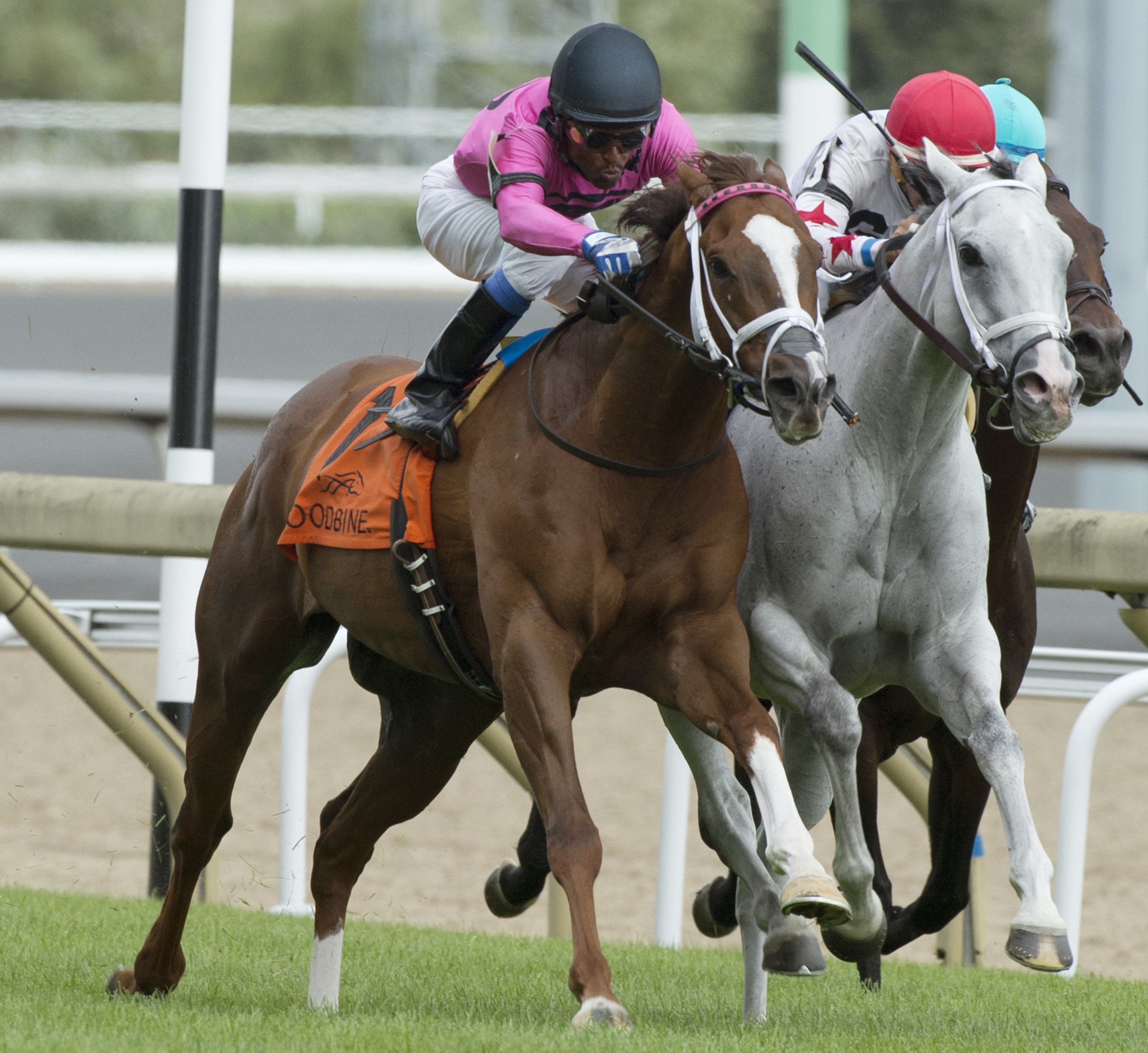 Conquest Panthera wins the 2017 Play the King Stakes