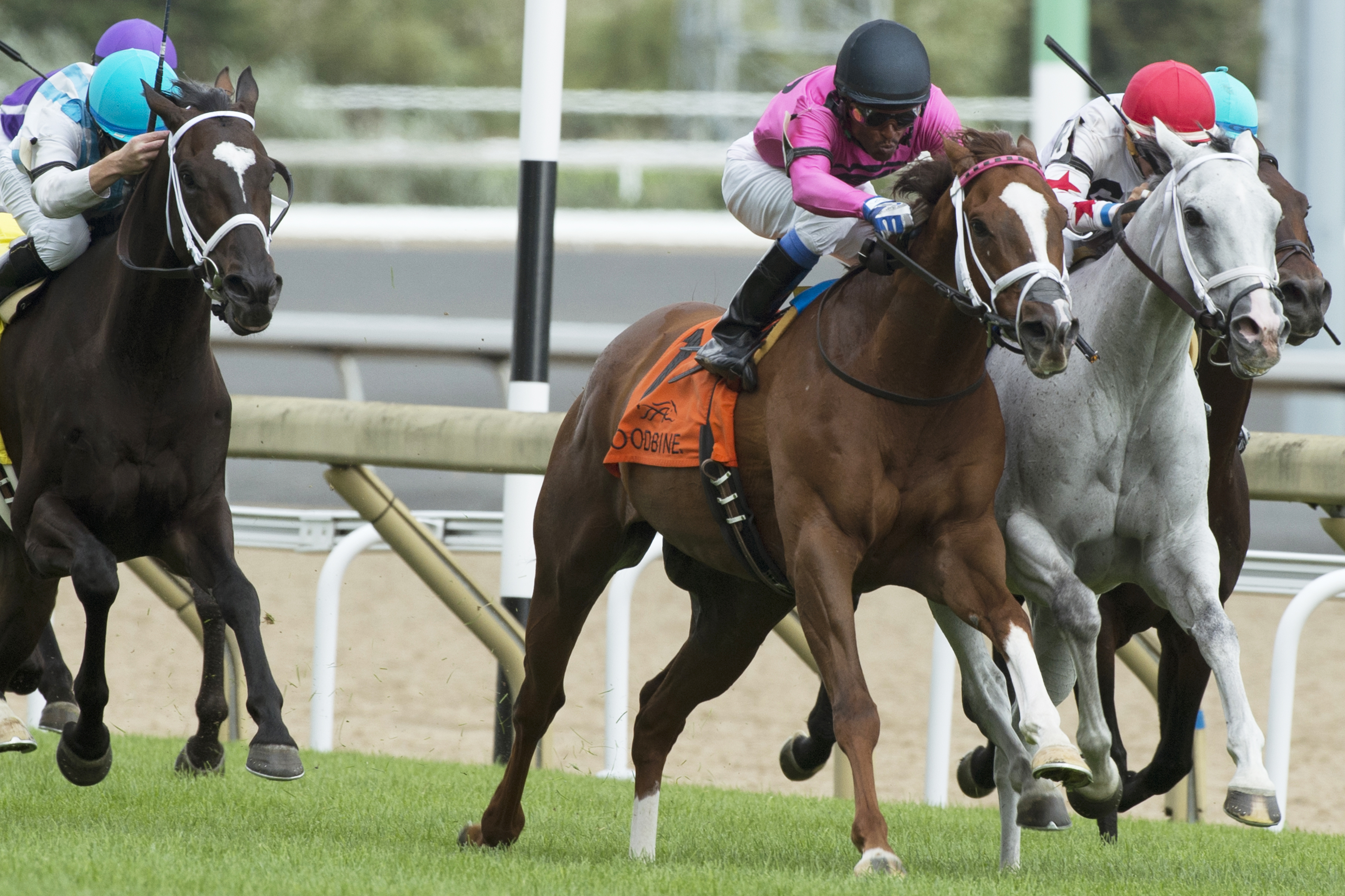 Conquest Panthera wins the 2017 Play the King Stakes