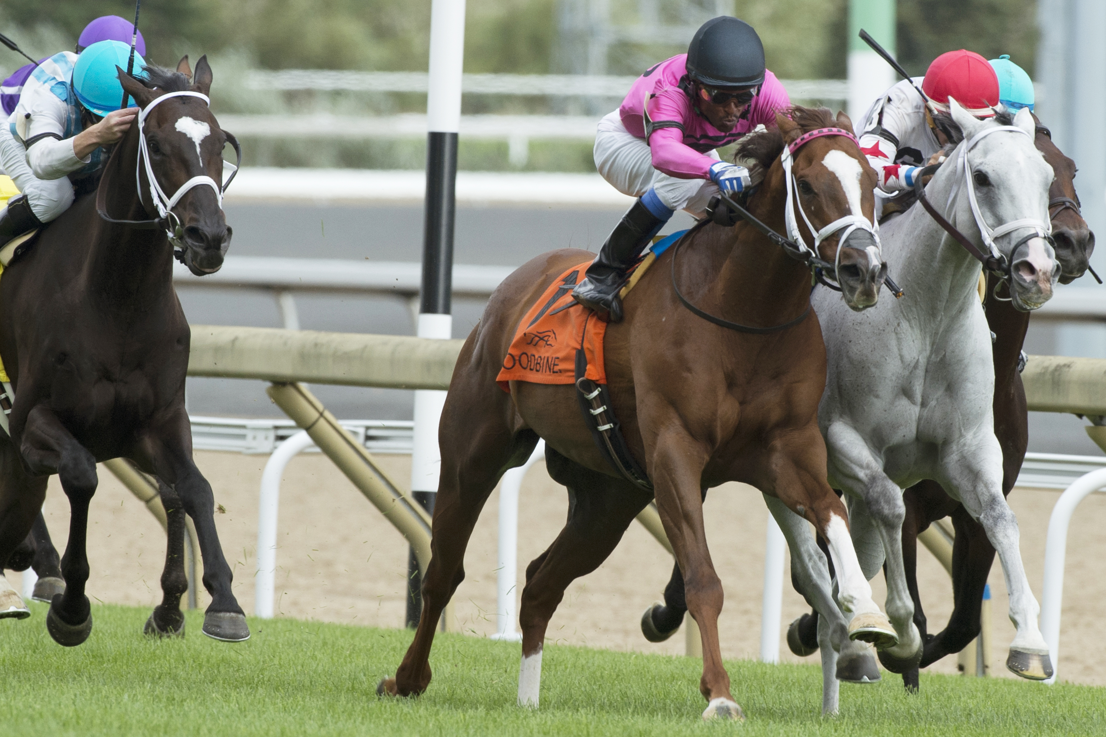 Conquest Panthera wins the 2017 Play the King Stakes