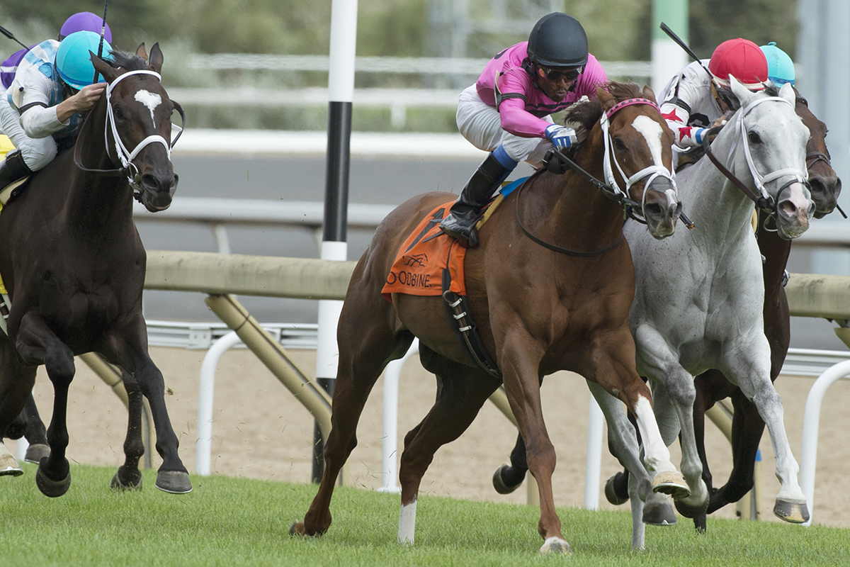 Conquest Panthera wins the 2017 Play the King Stakes