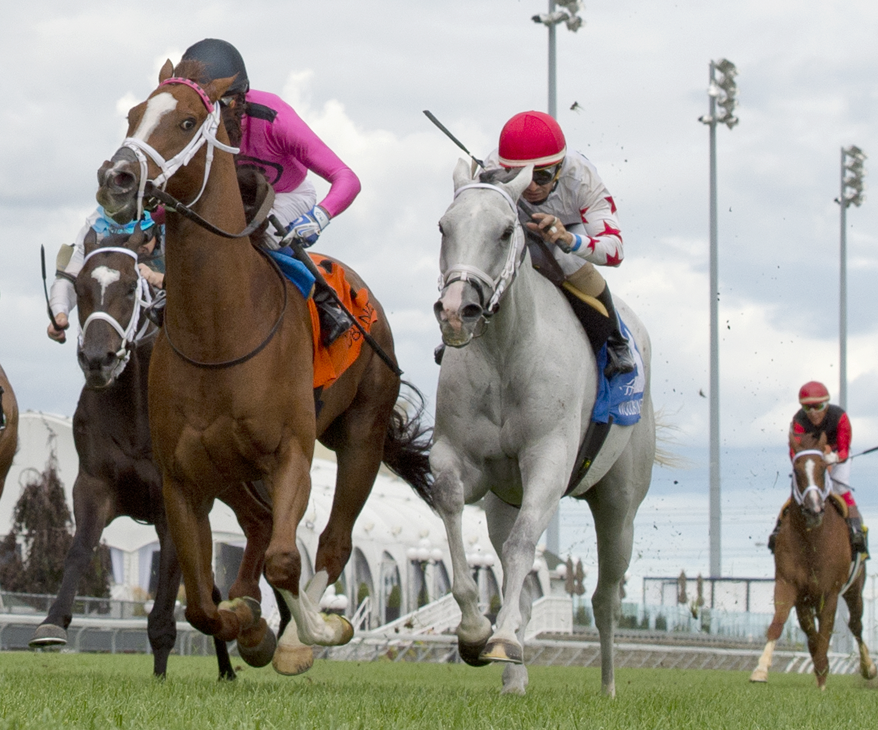 Dowses Beach finishes second in the 2017 Play the King Stakes