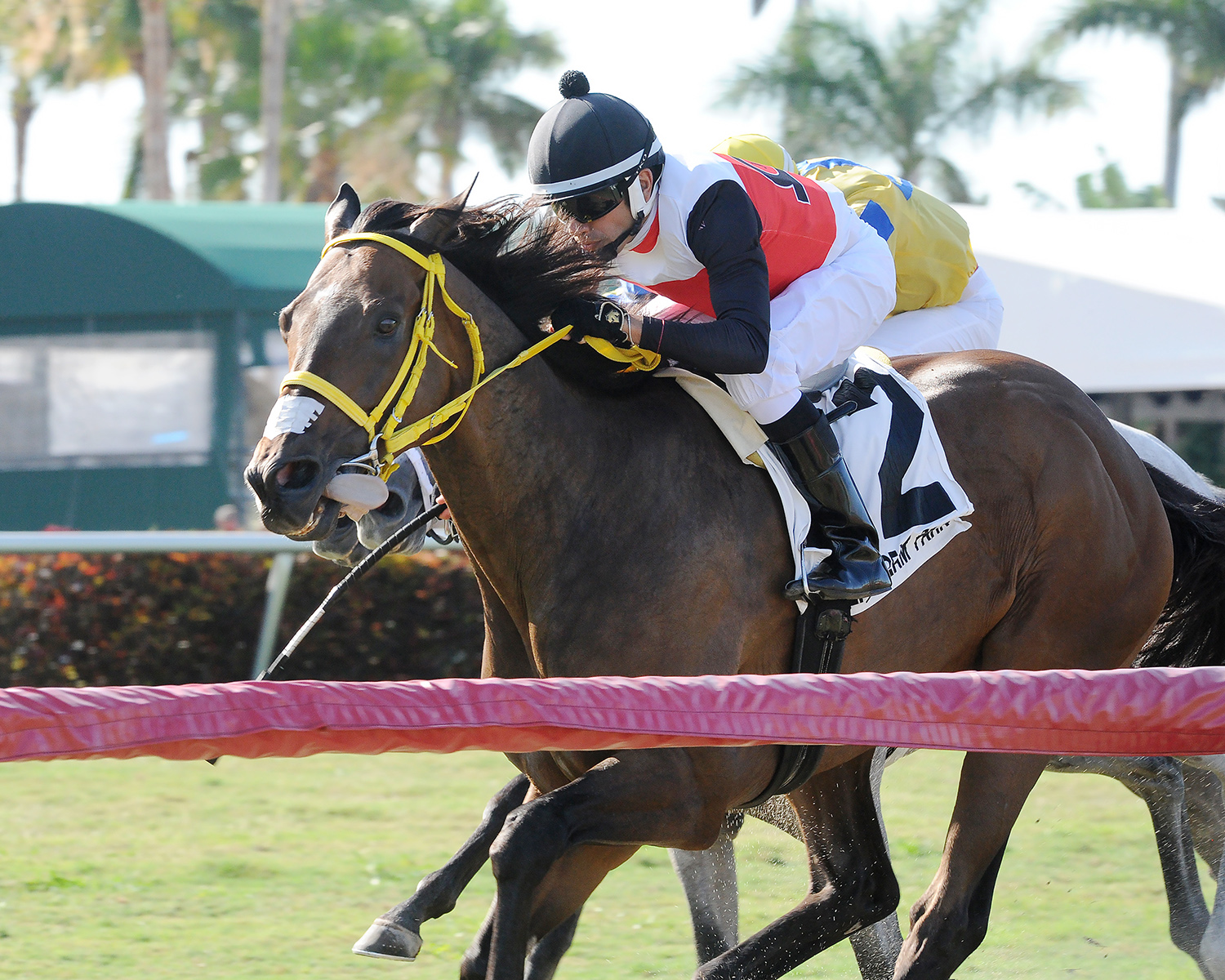 Conquest Sandman wins the 2018 Miesque's Approval Stakes