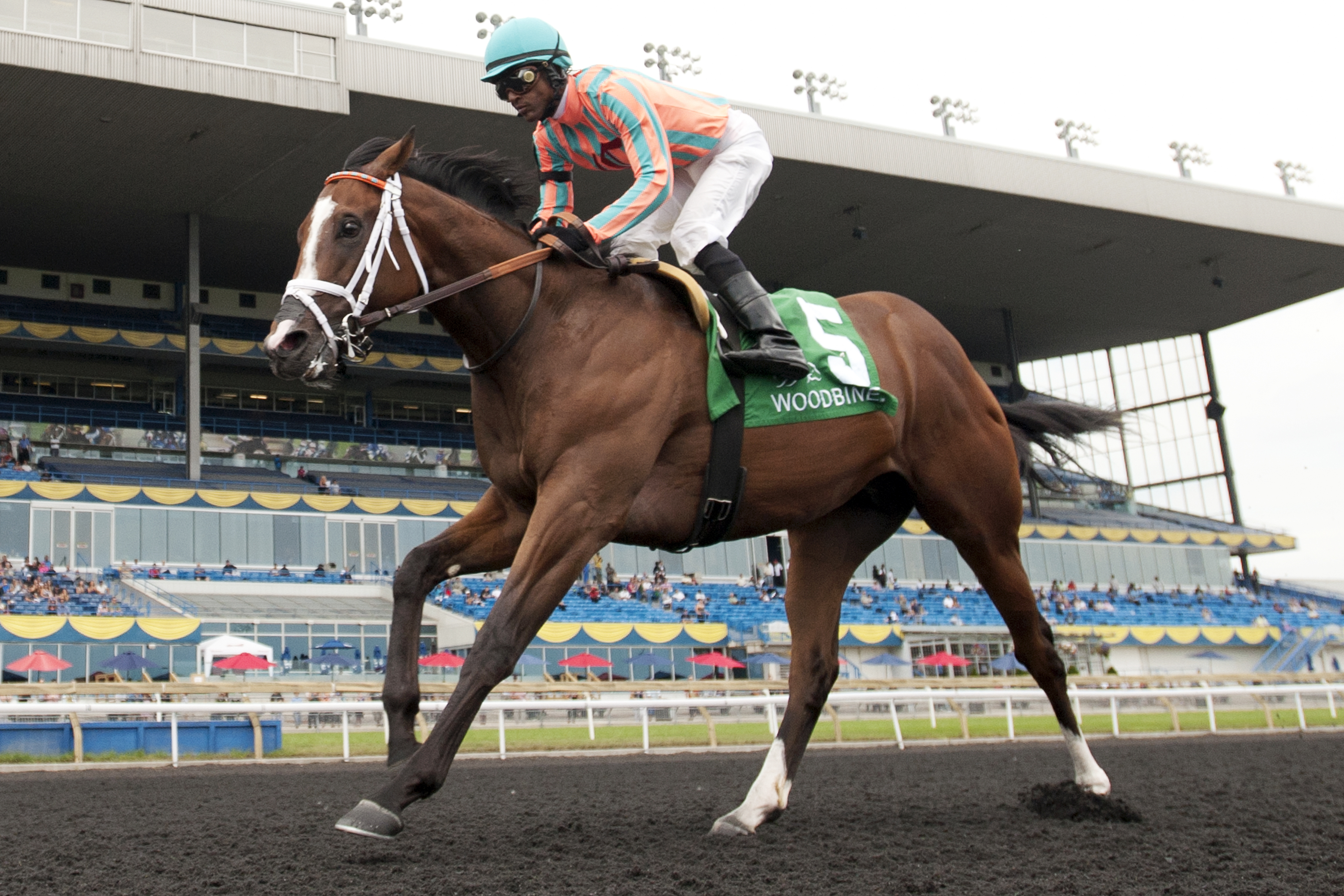 Conquest Tsunami wins the Colin Stakes