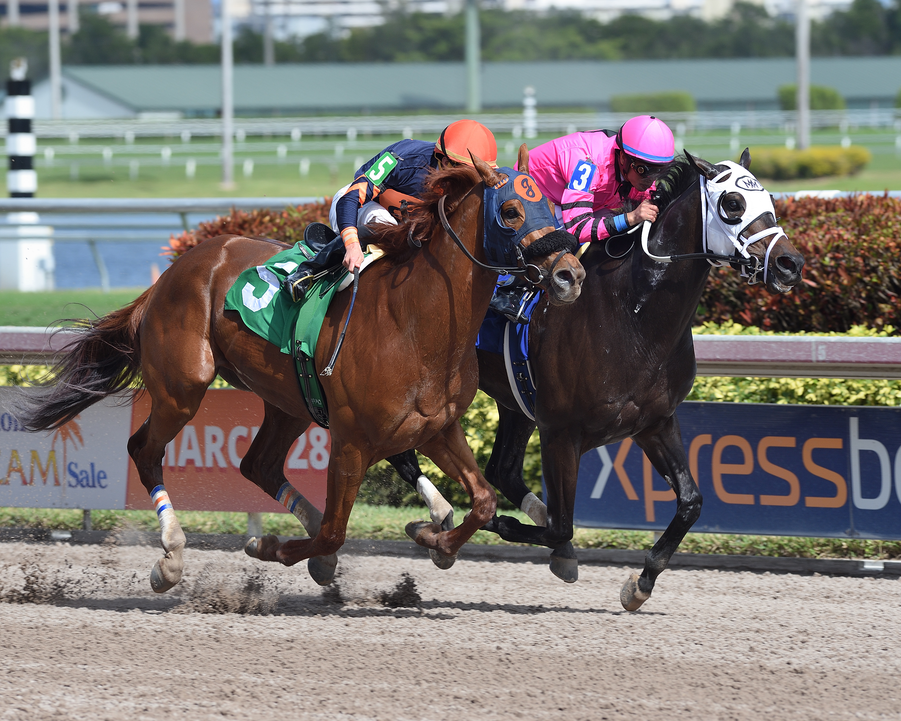 Conquest Windycity wins a Feb. 9 allowance race at Gulfstream