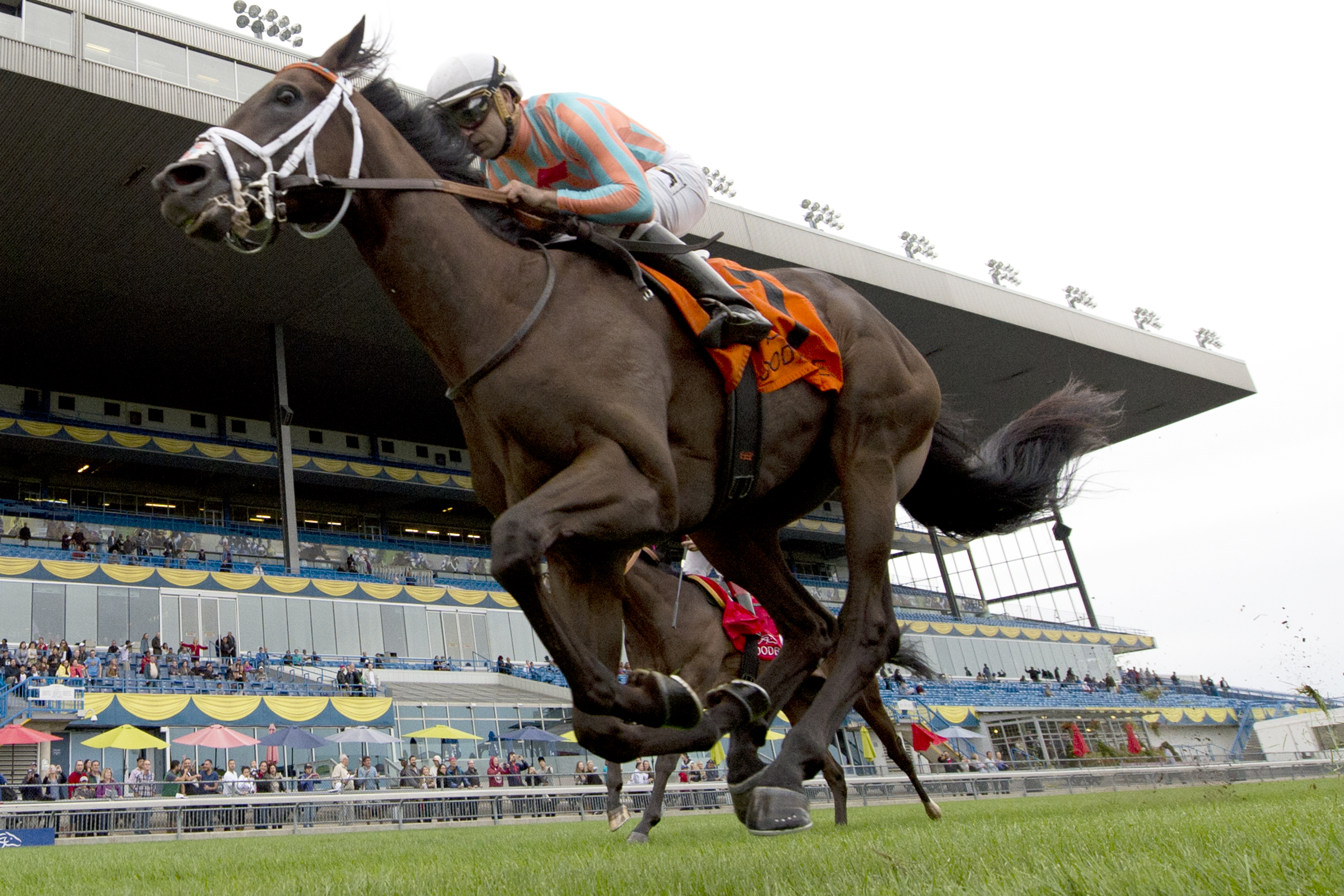 Conquest Daddyo