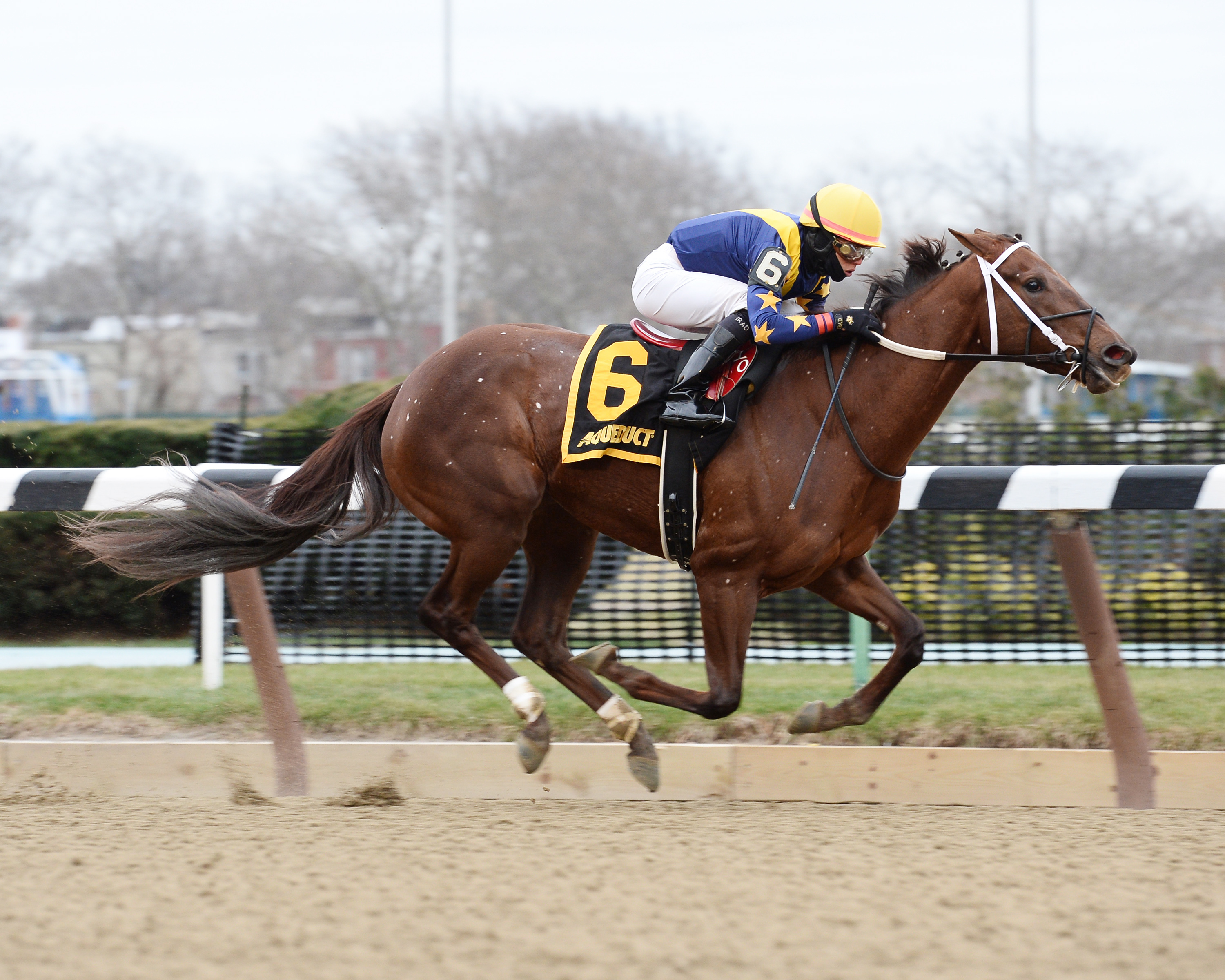 Constellation wins the Ruthless Stakes