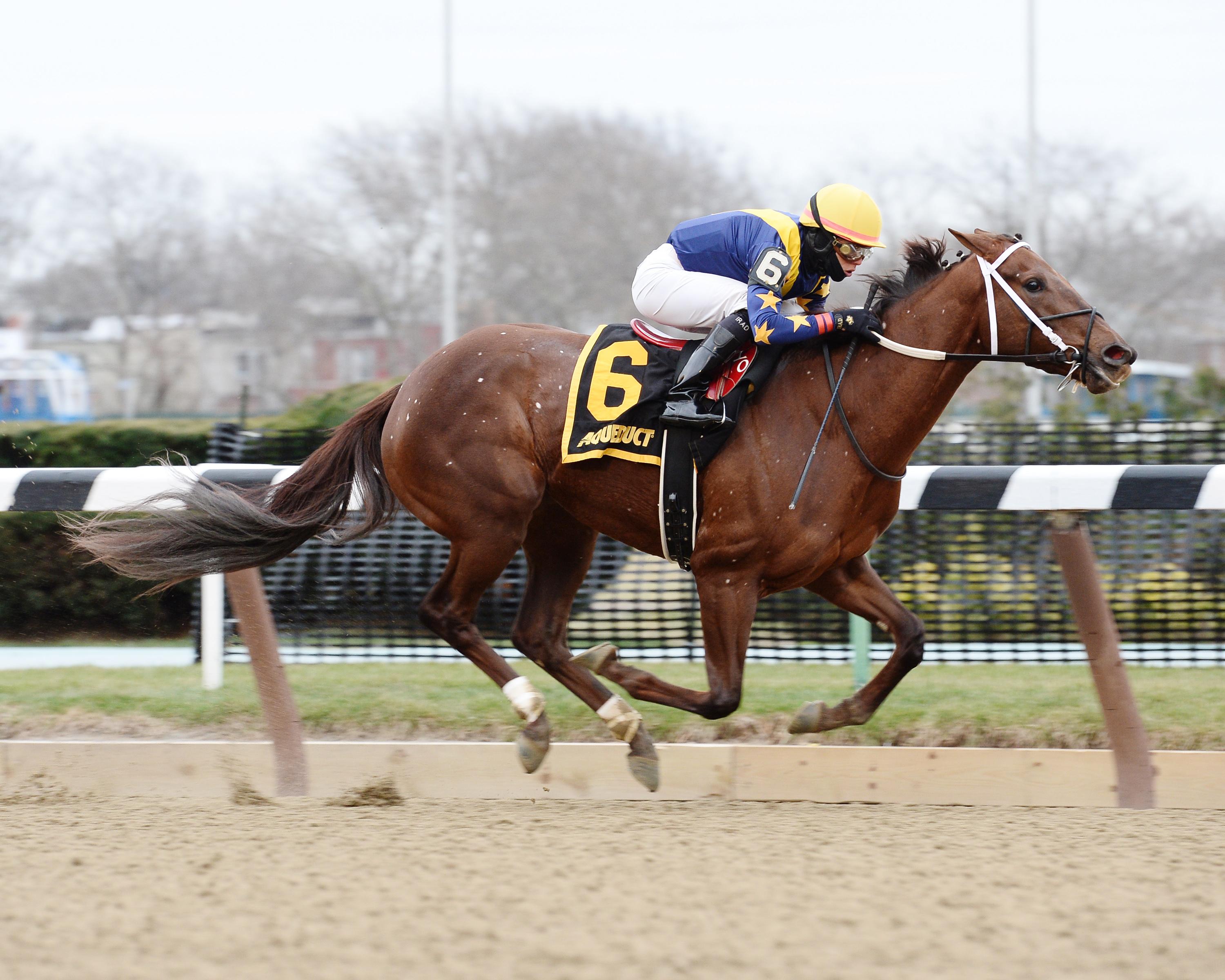 Constellation wins the Ruthless Stakes