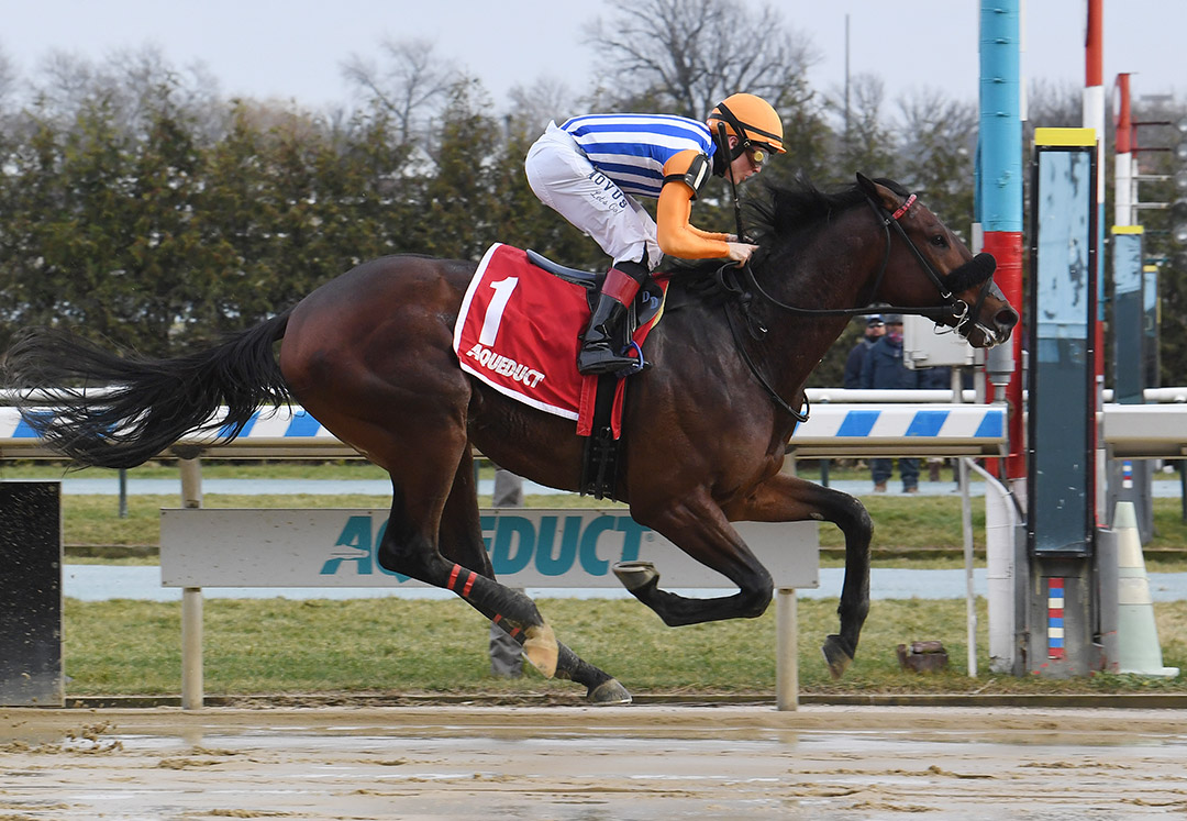 Constitutionlawyer wins a Jan. 2 maiden race at Aqueduct