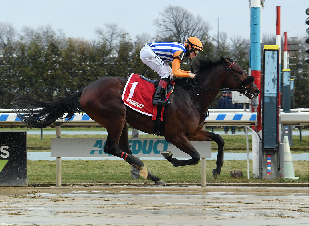 Constitutionlawyer wins a Jan. 2 maiden race at Aqueduct Racetrack