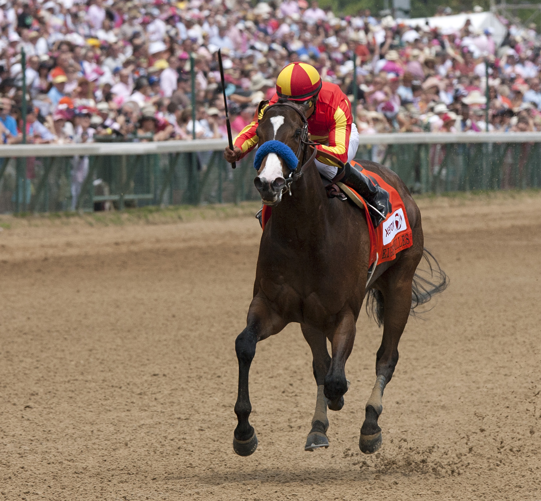 Contested Eight Belles 5-4-12