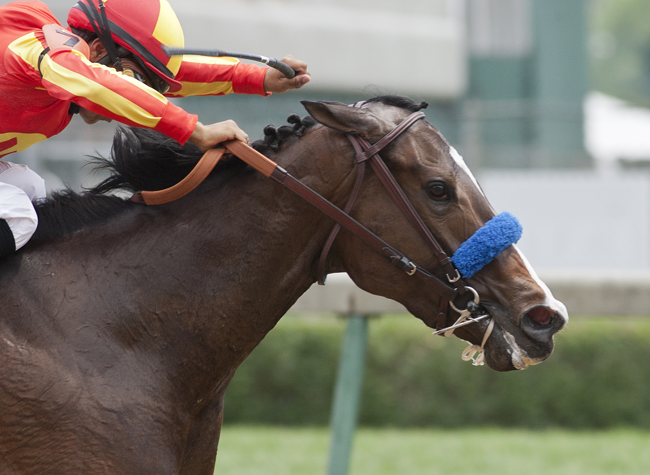 Contested/Eight Belles 2