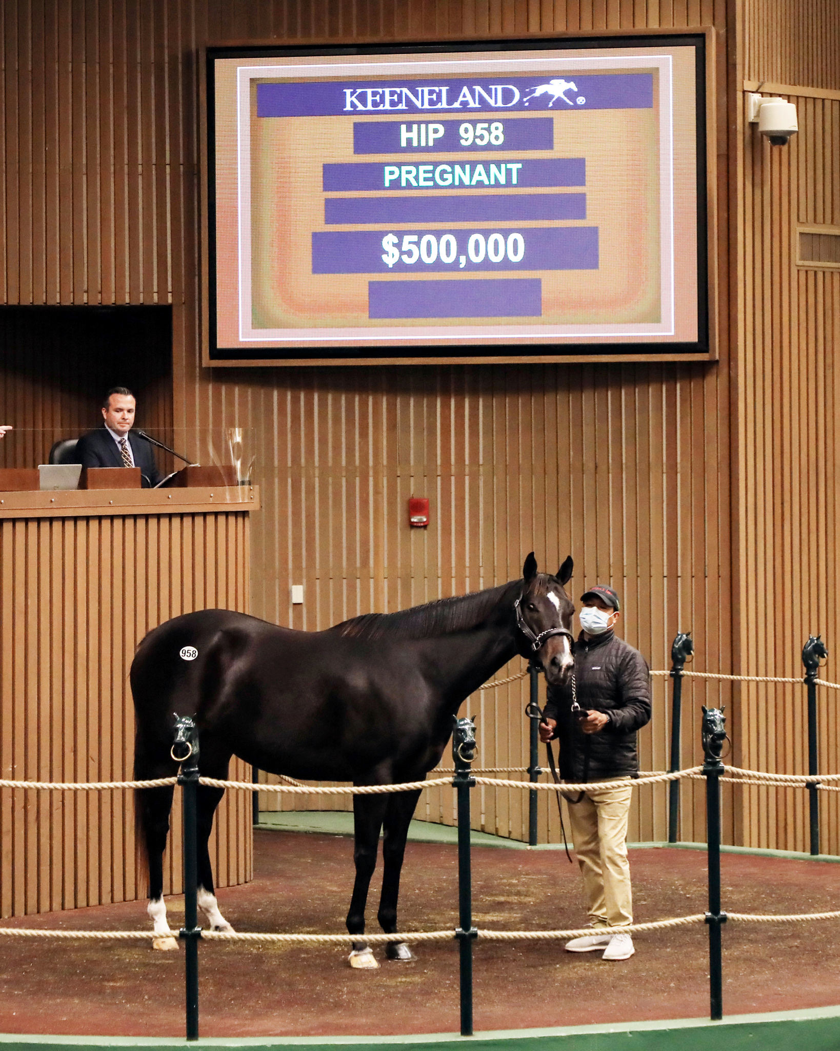 Contributing sells for $500,000 at Keeneland November.11-11-2020