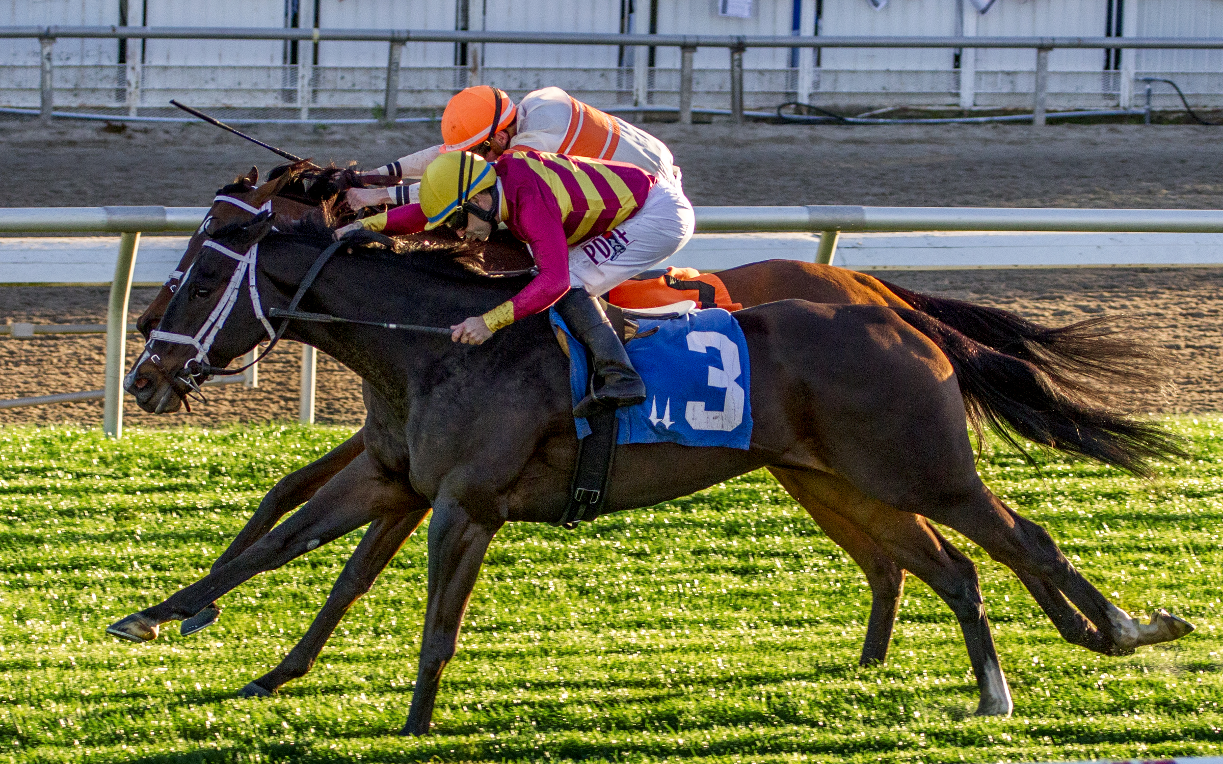 Contributing wins 2019 Pan Zareta