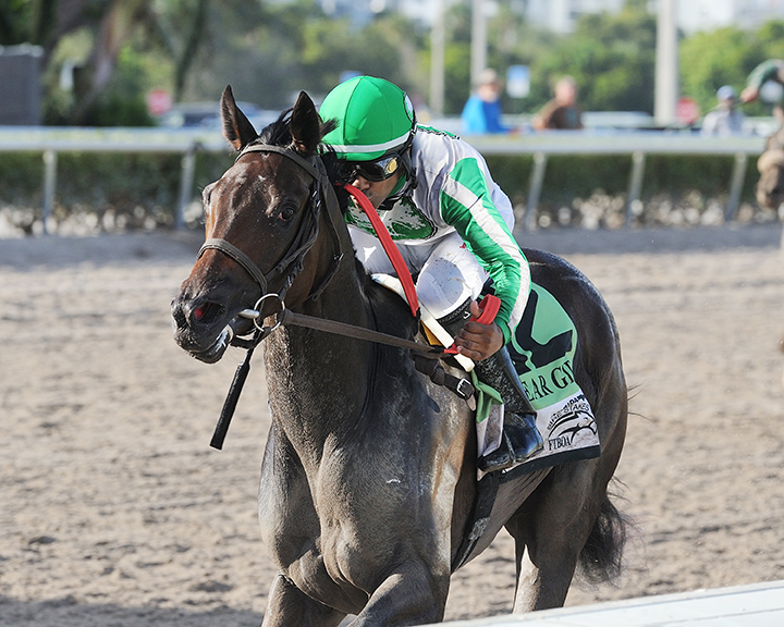Cookie Dough wins the 2018 My Dear Girl