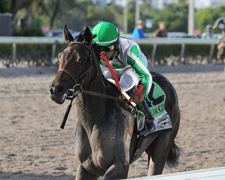 Cookie Dough wins the 2018 My Dear Girl