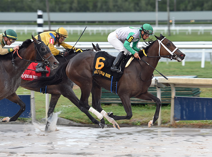 Cookie Dough wins the 2020 Royal Delta Stakes at Gulfstream Park
