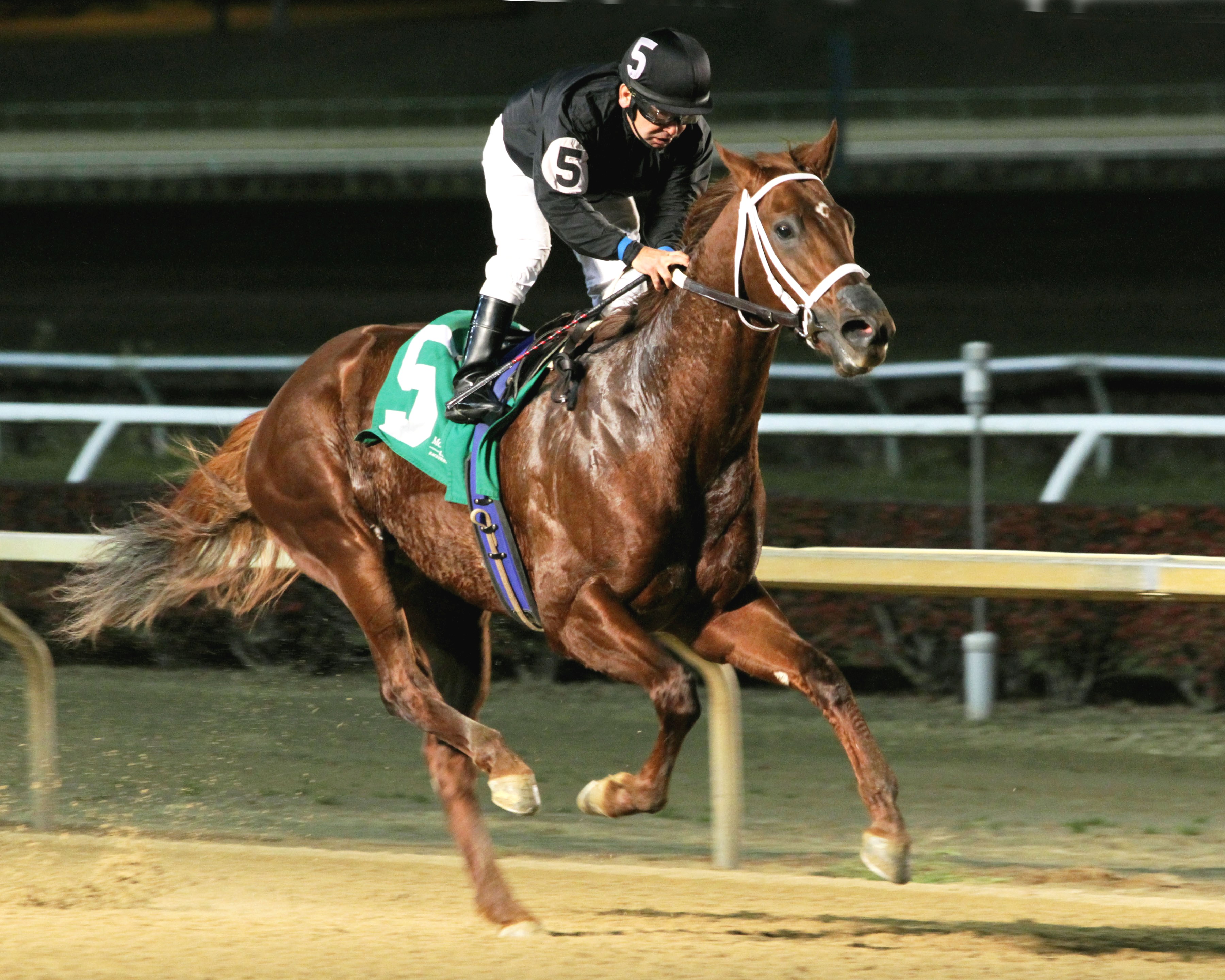 Cool Cowboy, Sophomore Sprint Championship