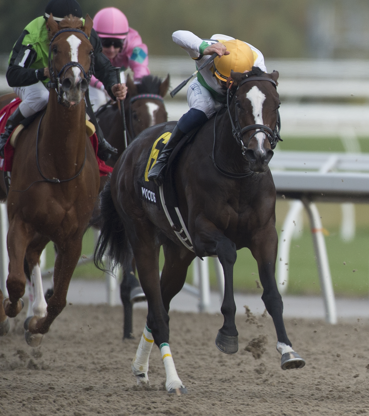 Cool Shadows wins the 2019 Princess Elizabeth Stakes