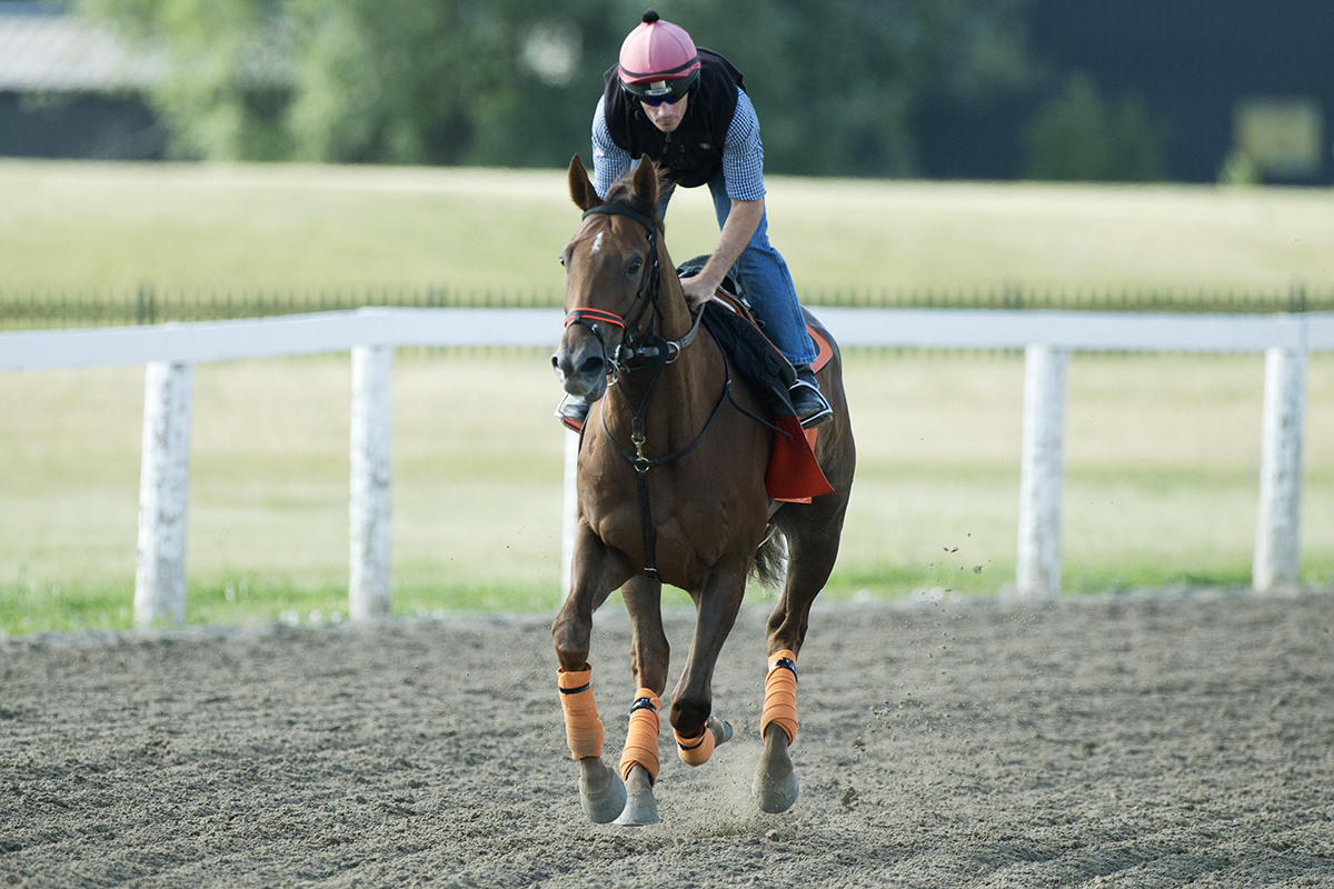 Cooler Mike trains at Woodbine on June 20