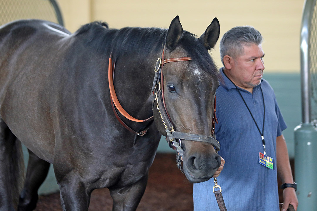 Cosmo at Santa Anita Park in March 2020